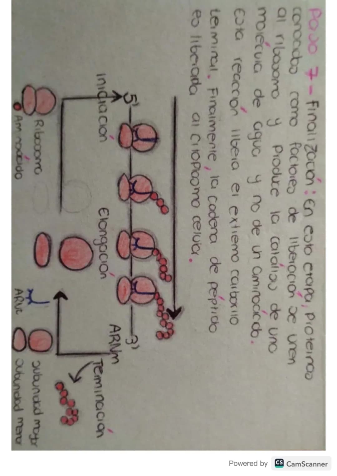 # Síntesis de

# Proteínas # ¿Qué es?

La sintesis de proteinas o traducción del ARN
es el poceoo anabolico mediante el cual se
forman las p