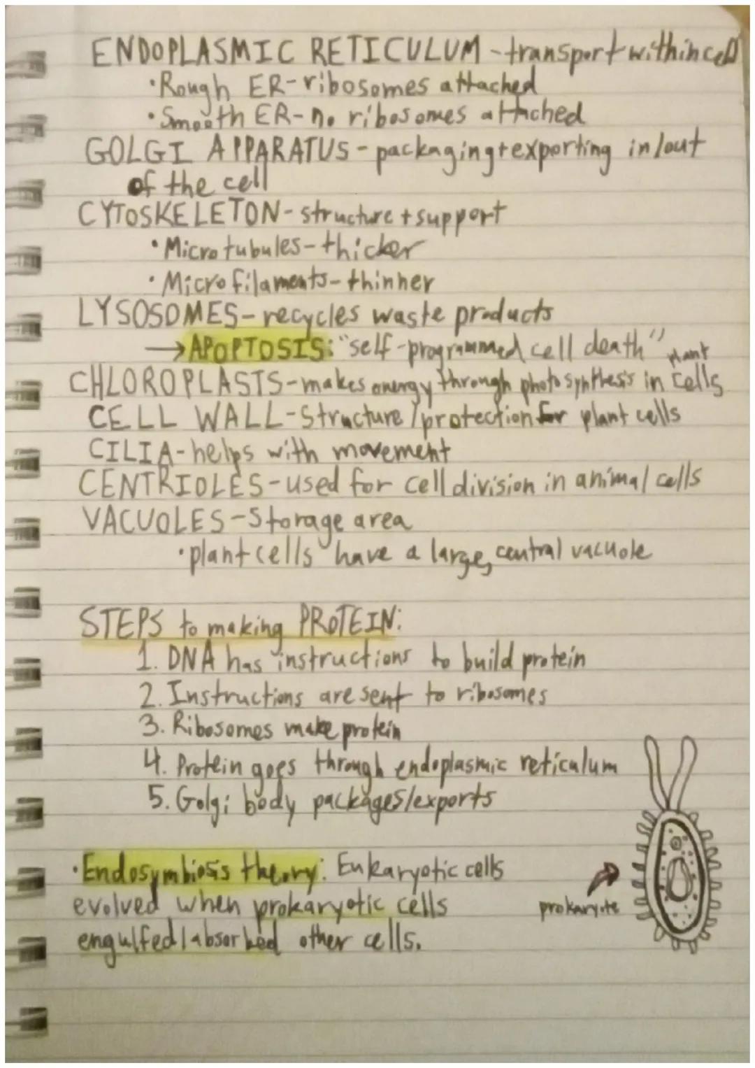 # Biology: Cells & their Functions

Robert Hooker first to observe cells
Anton van Leeuwenhoek: observed cells in ponds.
-Called them "anima