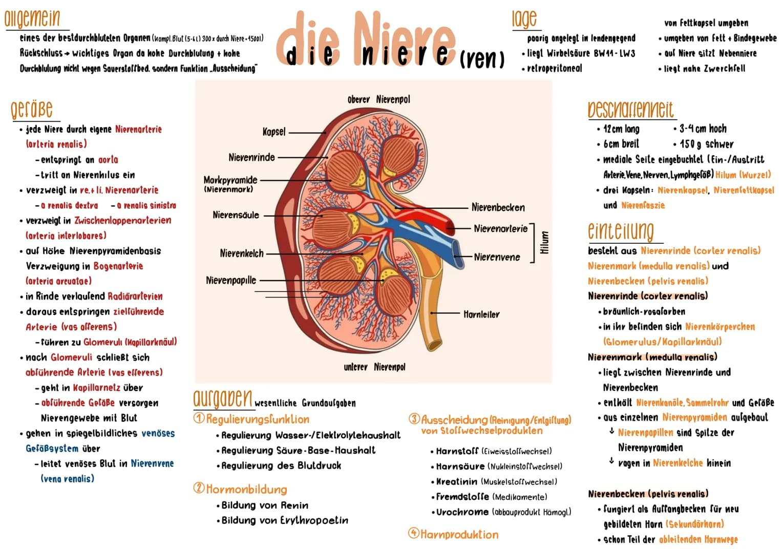 # allgemein

eines der bestdurchbluteten Organen (kompl. Blut (5-61) 300 x durch Niere-15001)
Rückschluss wichtiges Organ da hohe Durchblutu