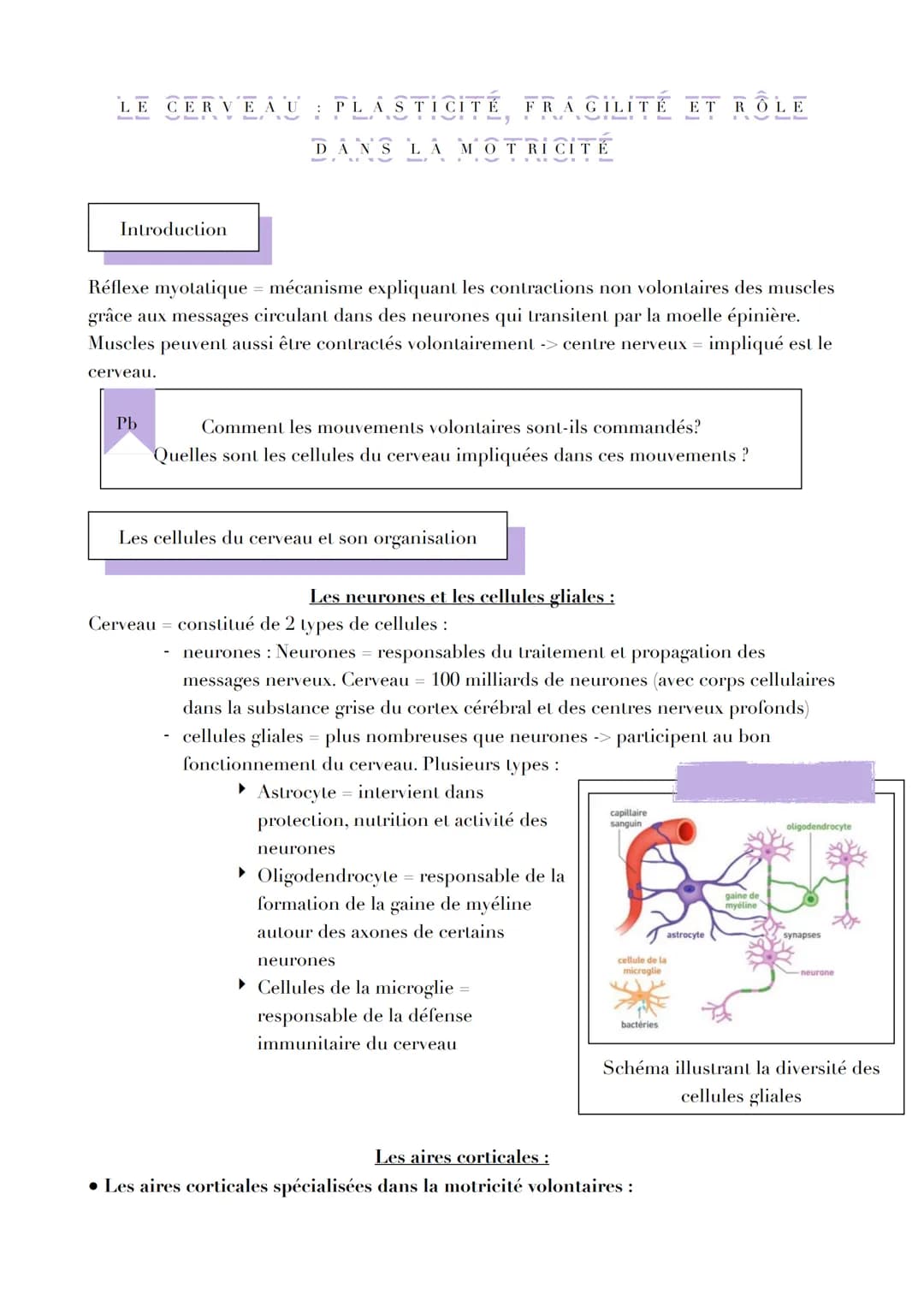 LE CERVEAU : PLASTICITÉ, FRAGILITÉ ET RÔLE
DANS LA MOTRICITÉ

Introduction

Réflexe myotatique = mécanisme expliquant les contractions non v