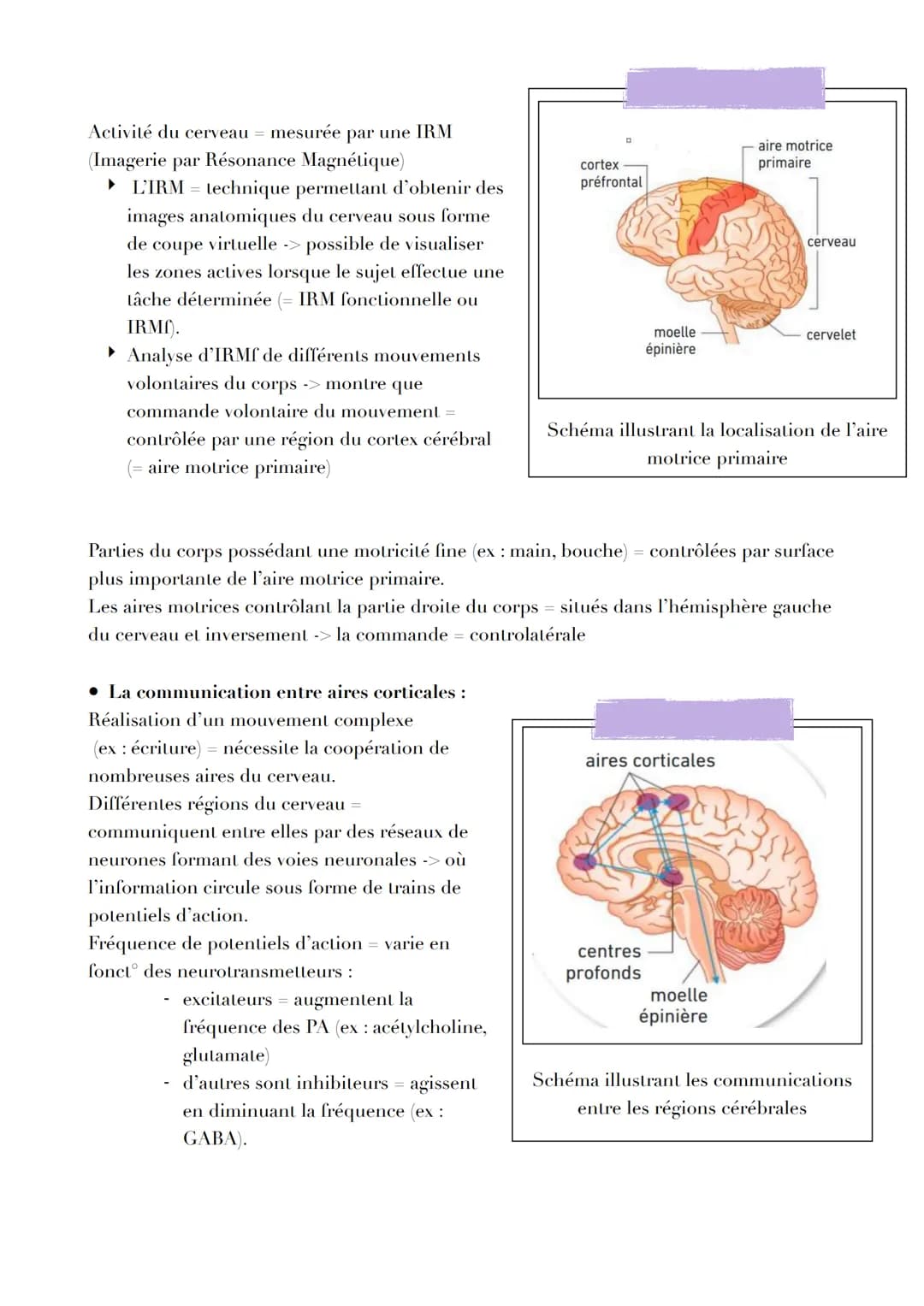 LE CERVEAU : PLASTICITÉ, FRAGILITÉ ET RÔLE
DANS LA MOTRICITÉ

Introduction

Réflexe myotatique = mécanisme expliquant les contractions non v