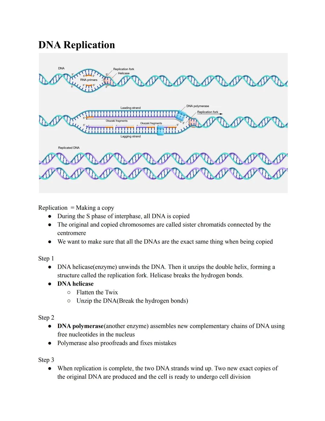 # DNA Replication

DNA

Replication fork
Helicase

Leading strand
DNA polymerase

Lagging strand
Replication fork

Replicated DNA

Replicati