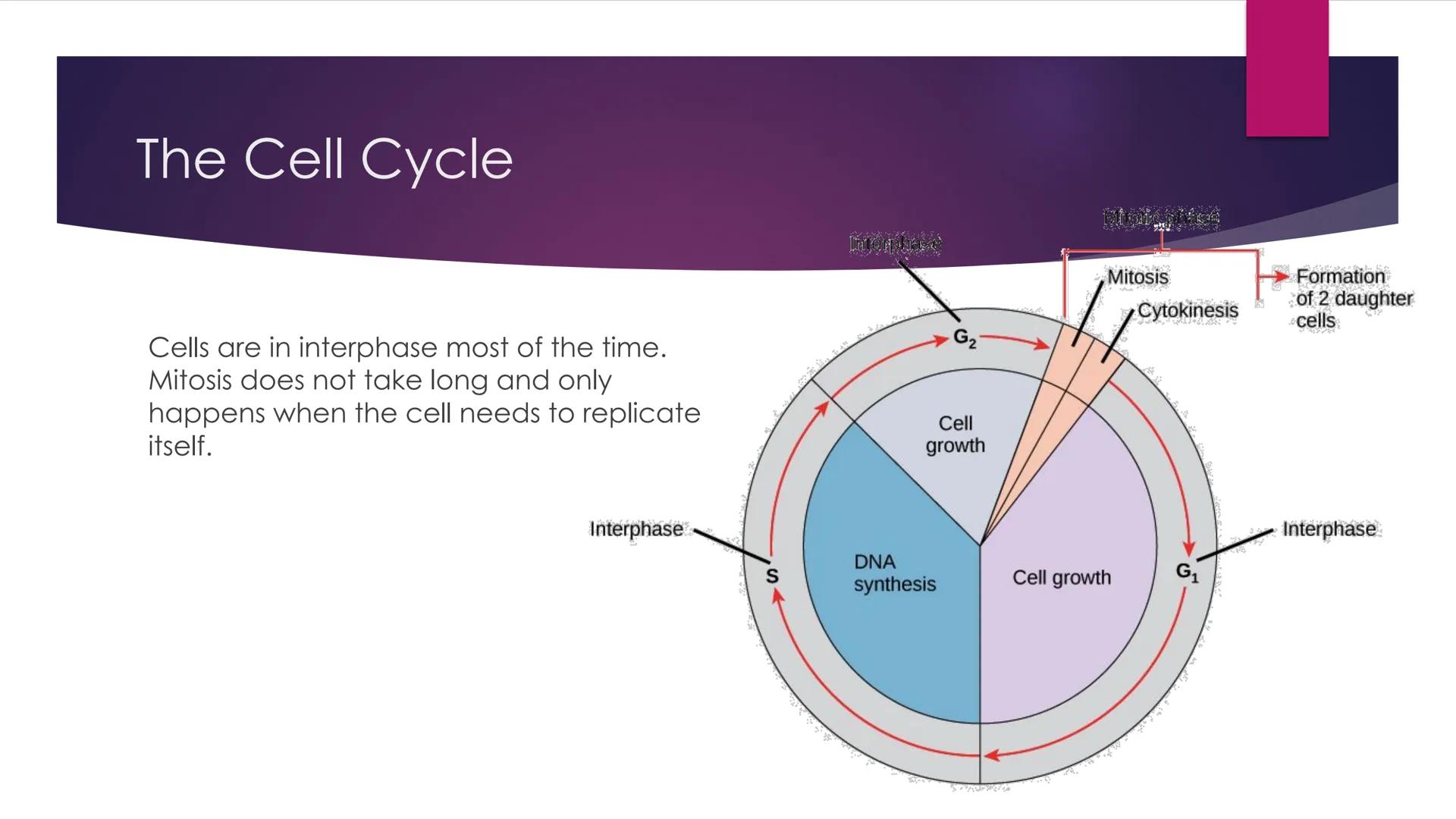 # Phases of Mitosis # The Cell Cycle

- There are 6 phases of Cell Cycle
- Interphase
- Prophase
- Metaphase
- Anaphase
Mitosis
- Telophase
