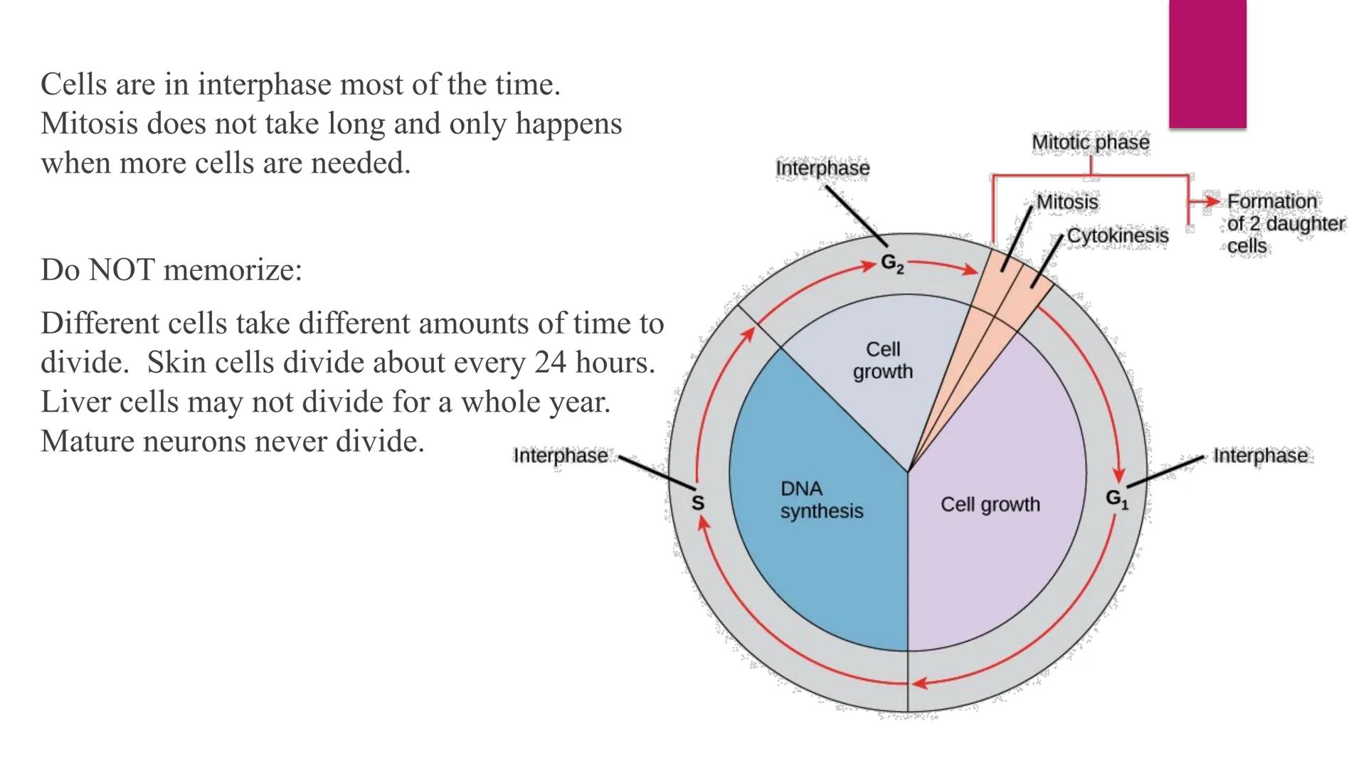 # Phases of Mitosis # The Cell Cycle

- There are 6 phases of Cell Cycle
- Interphase
- Prophase
- Metaphase
- Anaphase
Mitosis
- Telophase
