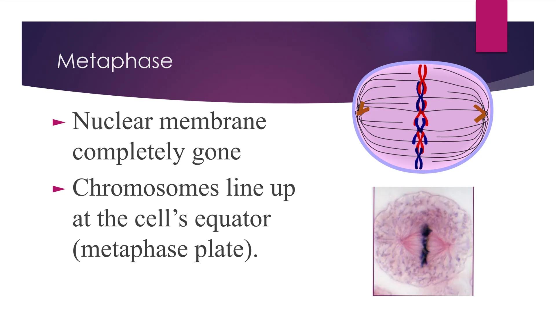 # Phases of Mitosis # The Cell Cycle

- There are 6 phases of Cell Cycle
- Interphase
- Prophase
- Metaphase
- Anaphase
Mitosis
- Telophase
