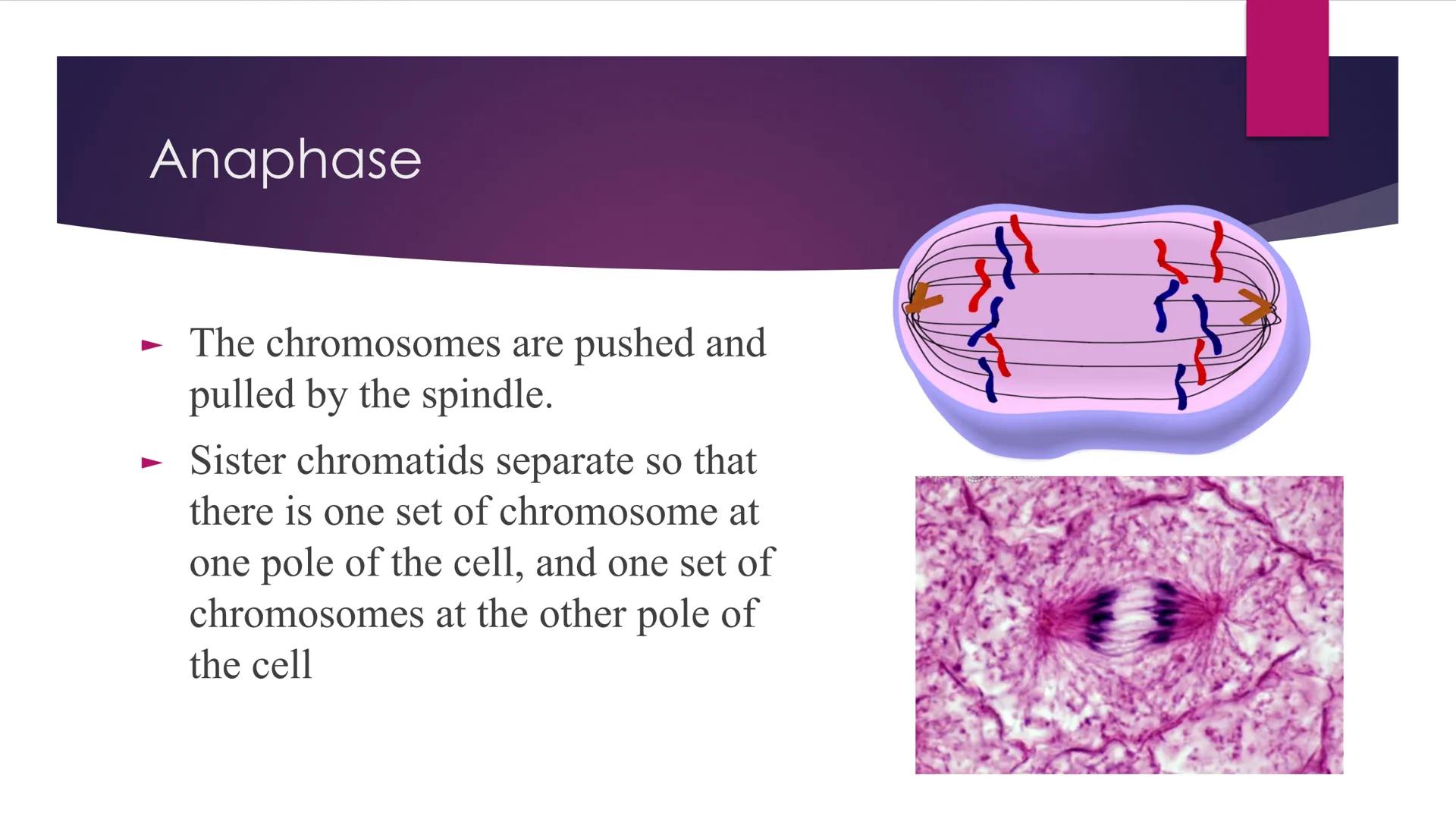 # Phases of Mitosis # The Cell Cycle

- There are 6 phases of Cell Cycle
- Interphase
- Prophase
- Metaphase
- Anaphase
Mitosis
- Telophase
