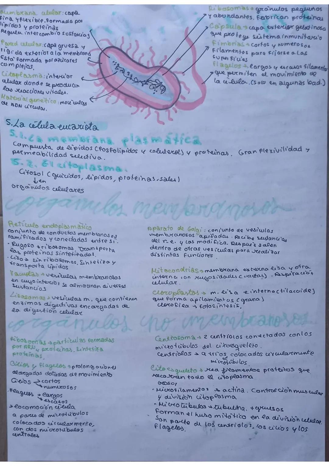 # La célula

unidad de vida

1. TEORIA CELULAR

→Todos los seres vivos están formados por células $\underset{pluricelulares}{\longrightarrow