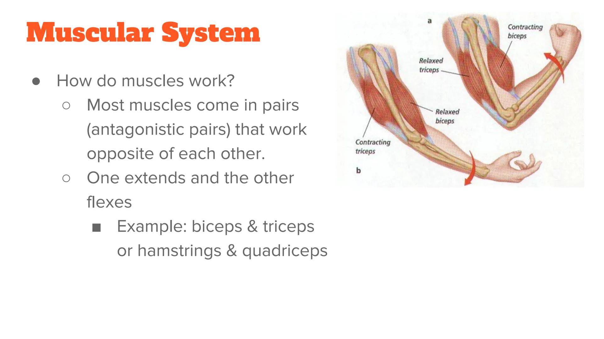 <p><strong>Anatomy and Physiology of Organ Systems</strong></p>
<p>Anatomy: The branch of science that studies the bodily structure of human