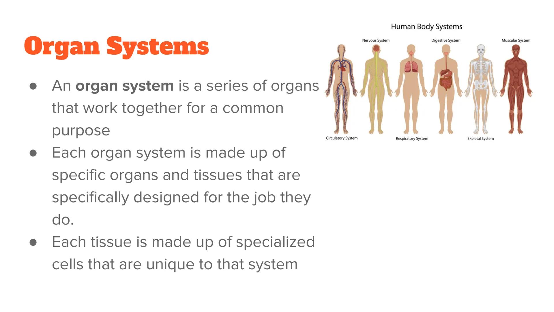 <p><strong>Anatomy and Physiology of Organ Systems</strong></p>
<p>Anatomy: The branch of science that studies the bodily structure of human
