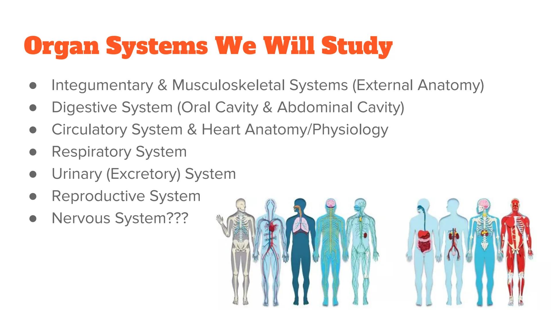 <p><strong>Anatomy and Physiology of Organ Systems</strong></p>
<p>Anatomy: The branch of science that studies the bodily structure of human