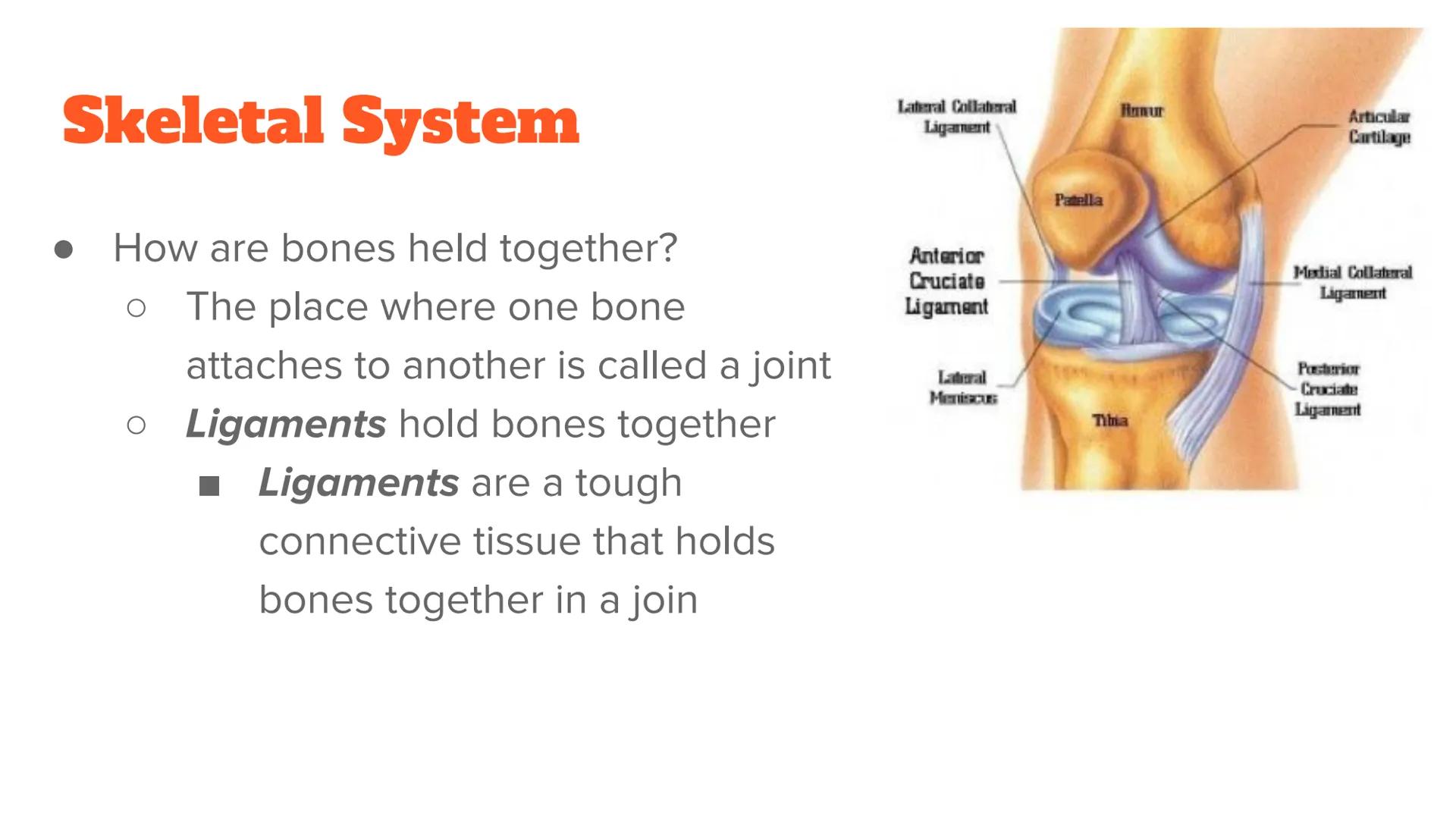 <p><strong>Anatomy and Physiology of Organ Systems</strong></p>
<p>Anatomy: The branch of science that studies the bodily structure of human