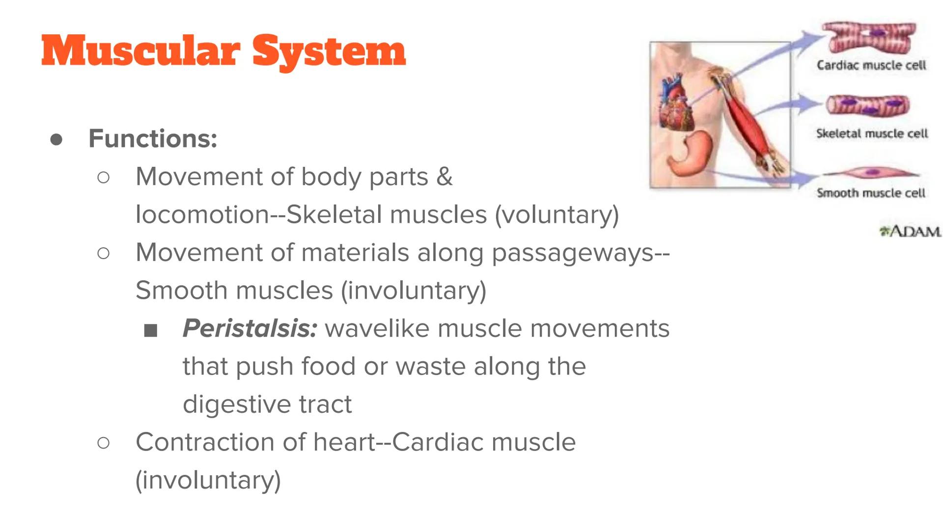 <p><strong>Anatomy and Physiology of Organ Systems</strong></p>
<p>Anatomy: The branch of science that studies the bodily structure of human