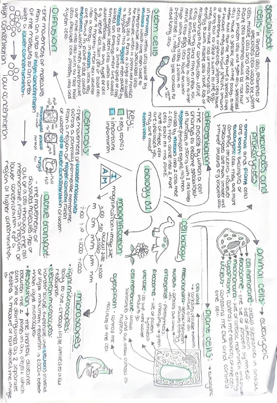 specialised
cells in animal cells, exampres of
specialised cells would be sperm
cells, muscle cells and nerve cells. in
Plant cells examples