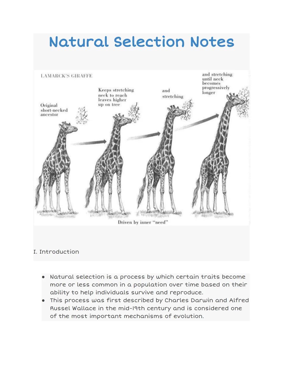 # Natural Selection Notes

LAMARCK'S GIRAFFE

Original
short-necked
ancestor

Keeps stretching
neck to reach
leaves higher
up on tree

and
s