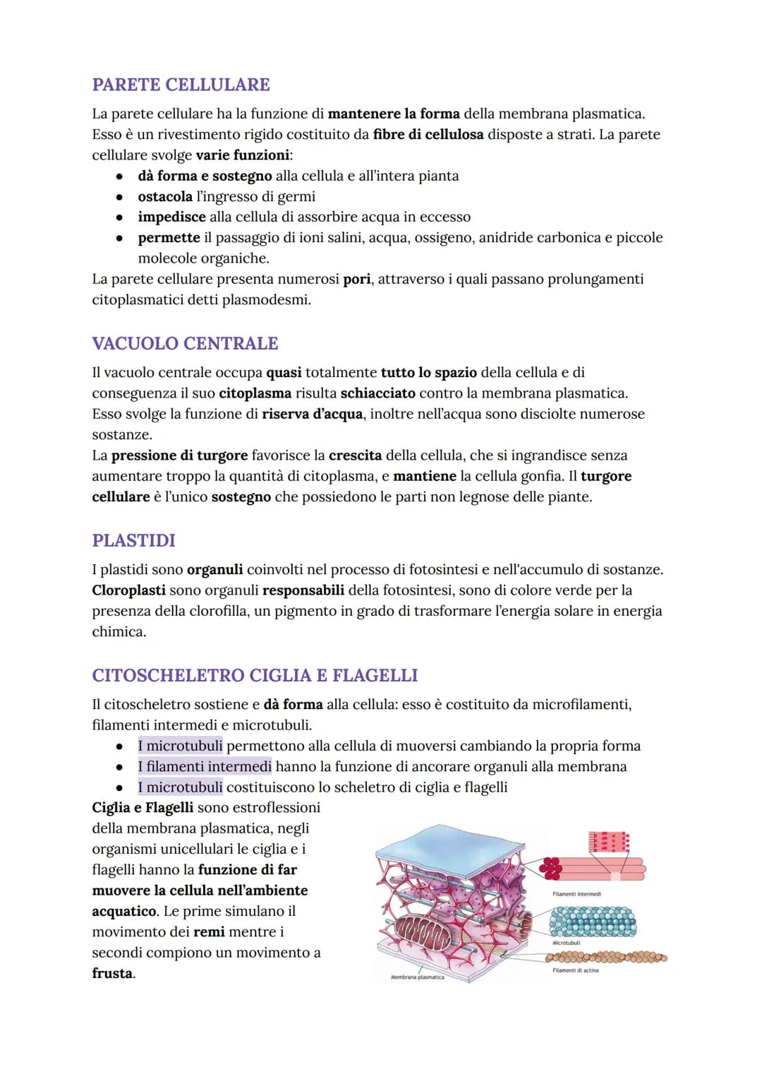 # LA CELLULA EUCARIOTE

nucleo

mitocondrio
nucleolo

apparato
di Golgi

reticolo
endoplasmatico
ruvido e liscio

lisosomi

membrana
cellula