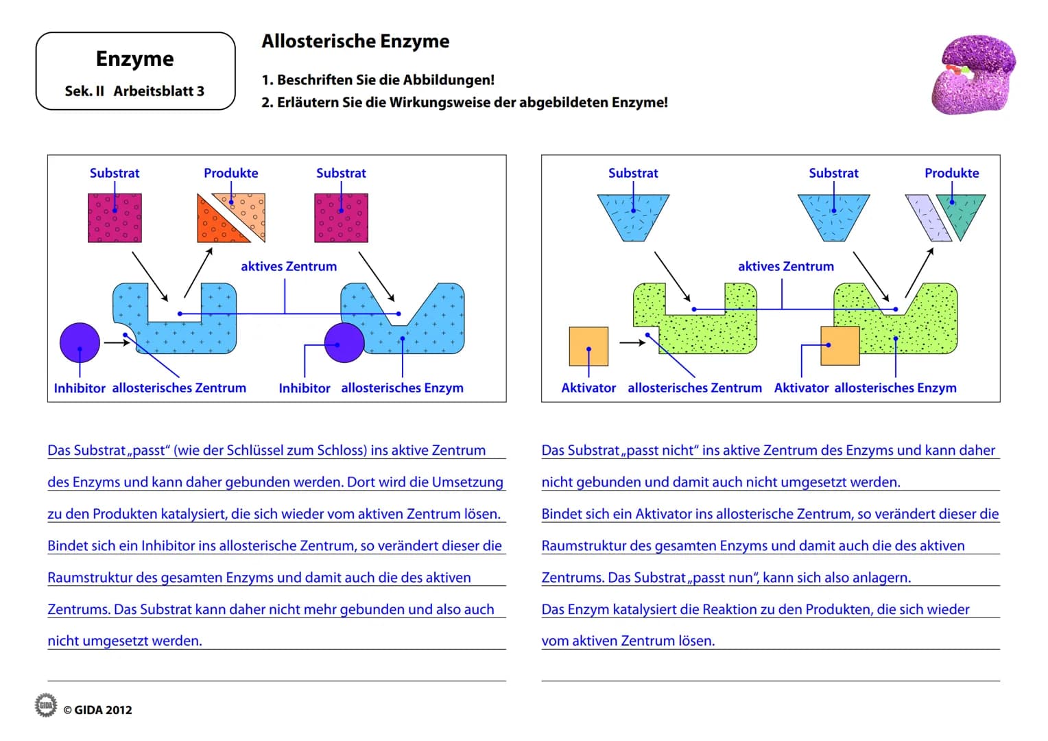 # Enzyme

Arbeitsblätter
(Lehrerversion)

© GIDA 2012 # Energiediagramm chemischer Reaktionen ohne und mit Katalysator

Enzyme

Sek. II Arbe