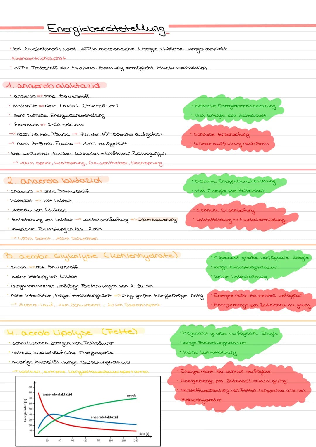 Energiebereitstellung

*   bei Muskelarbeit wird ATP in mechanische Energie + Wärme ungewandelt.
*   Adenosintrichosphat
*   ATP = Treibstof