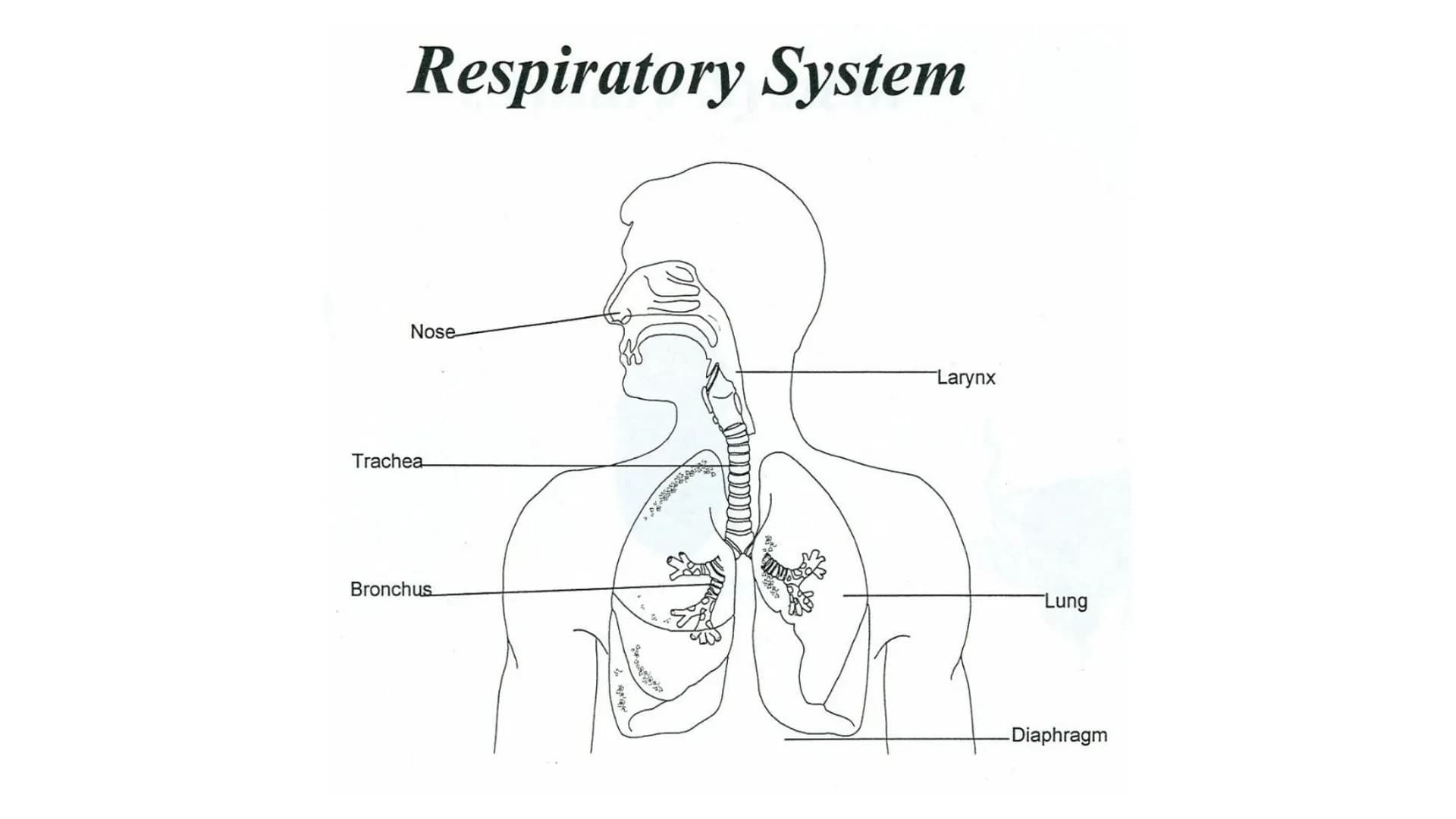 Body Systems- respiratory and cardiovascular # Body systems - respiratory

The respiratory system.

- Functions - take oxygen into the body 