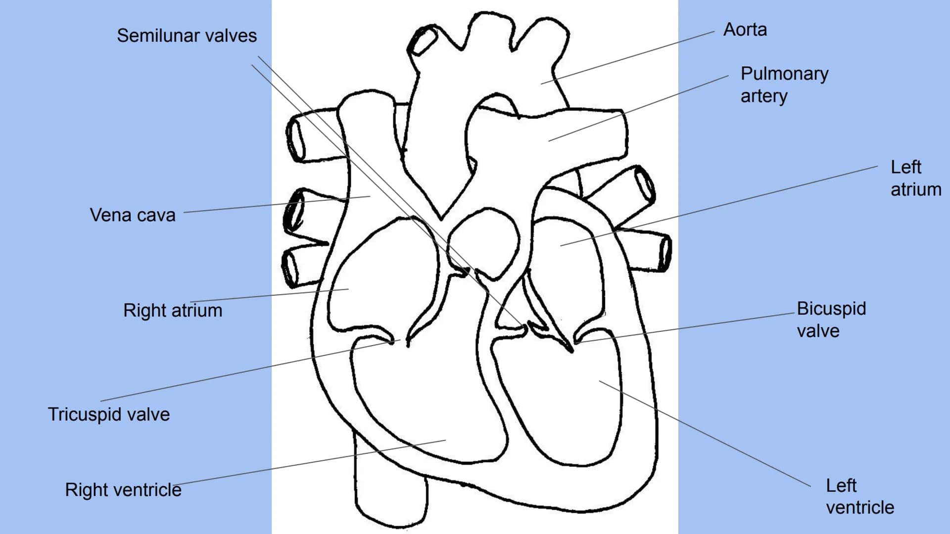 Body Systems- respiratory and cardiovascular # Body systems - respiratory

The respiratory system.

- Functions - take oxygen into the body 
