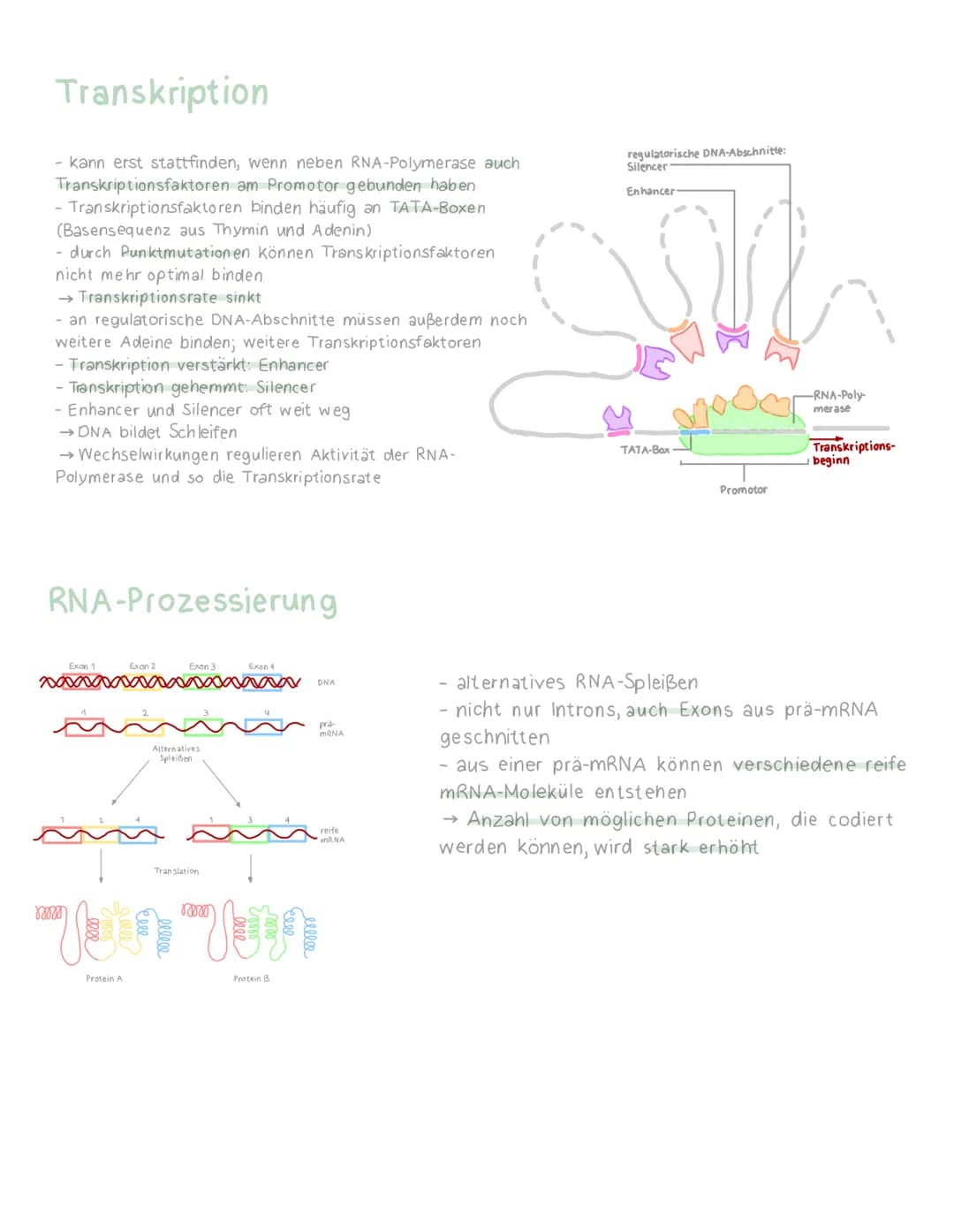 # Genregulation Eukaryoten

Cytoplasma

Umstrukturierung

xxx
nskription

Prozessitrung

Polya

Transport in das

0000000

Polypeptideme
805
