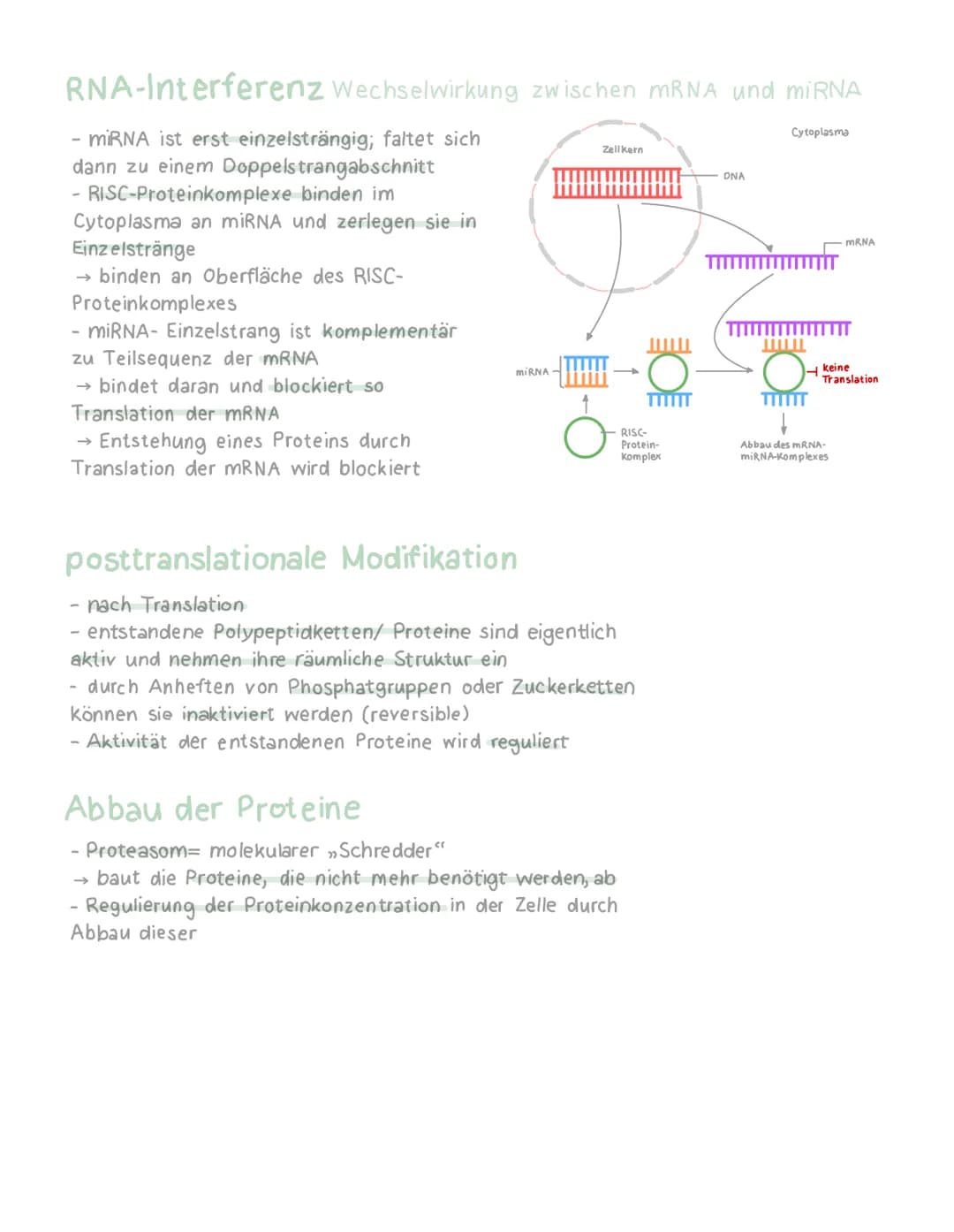 # Genregulation Eukaryoten

Cytoplasma

Umstrukturierung

xxx
nskription

Prozessitrung

Polya

Transport in das

0000000

Polypeptideme
805