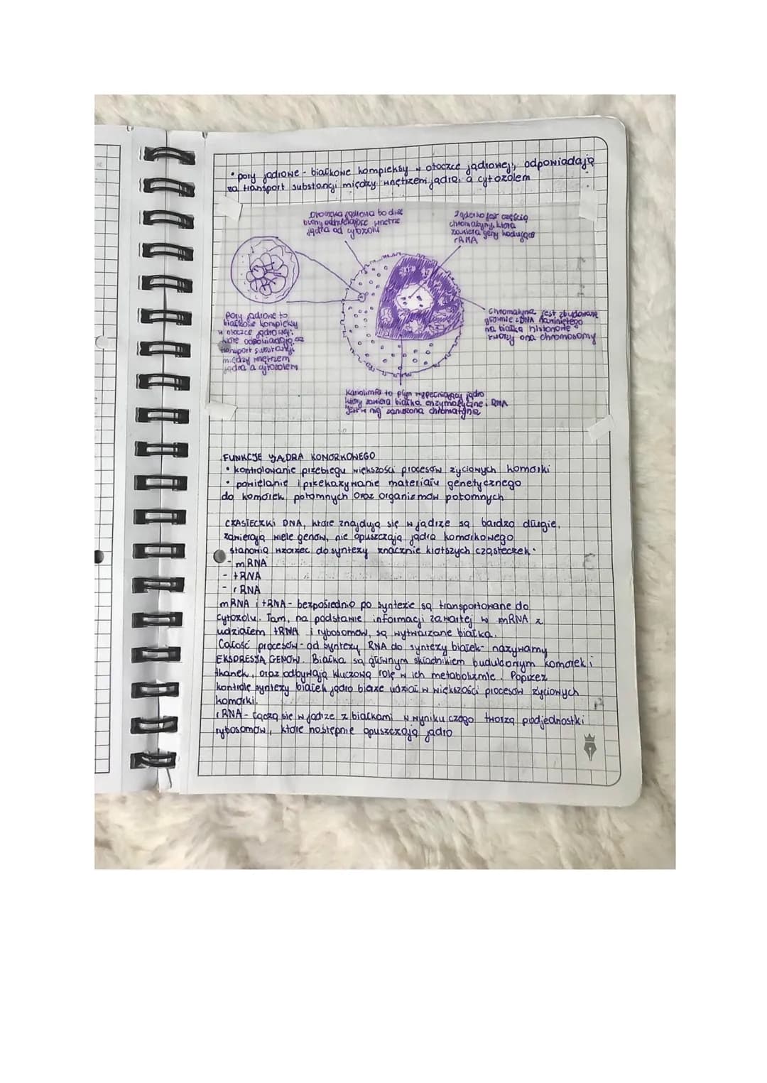jony nie preejido dyfuzją prosto ze względu na ich Tadunek

lekcja

I. Yadro komdikоnе. Сутоха..

Jadro homdikone
- peini nadizçang rolę w f