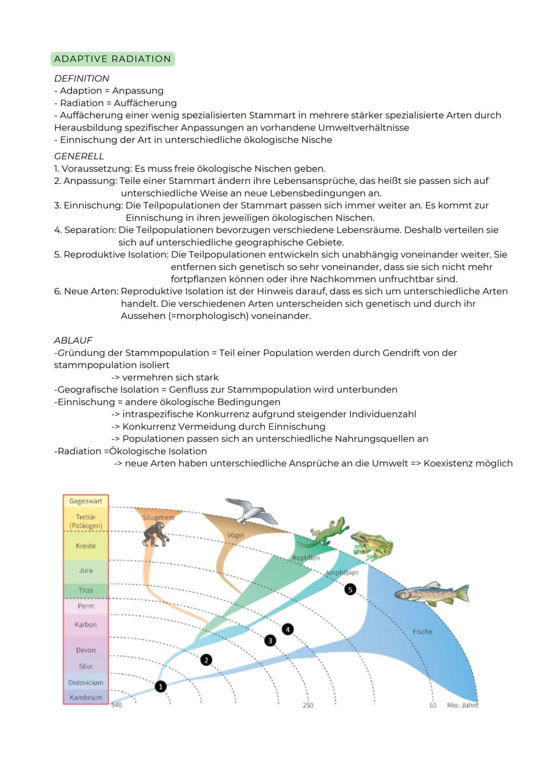 ![dino](null)

ABITURZUSAMMENFASSUNG

2023

Biologie LK

Evolution # Entwicklung der Evolutionstheorie

Carl von Linné
(1707-1778)
-Theorie:
