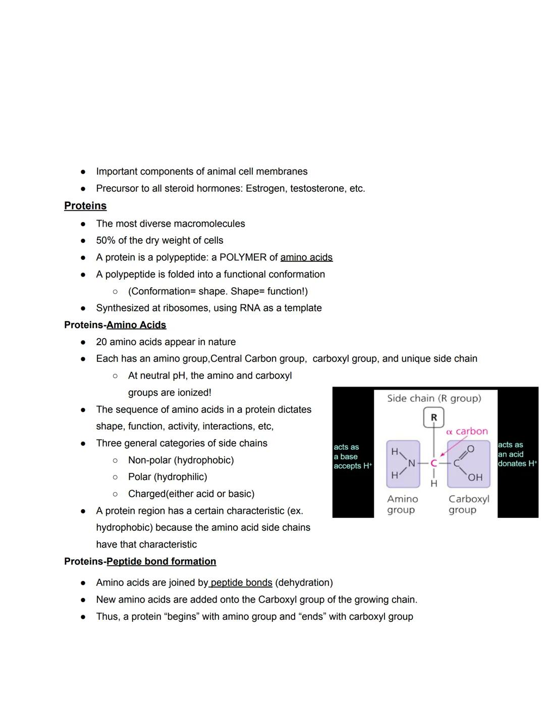 # Chapter 5- Molecules

Four types of Biological Macromolecules

1. Carbohydrates
2. Proteins
3. Nucleic Acids
4. Lipids

Most are polymers: