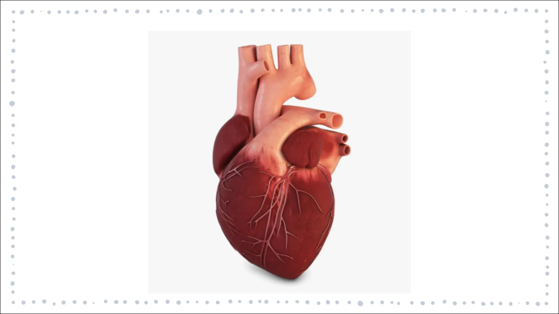 # ORGANTRANSPLANTATIONEN

GFS BIOLOGIE JL

MELINA TOURPOUZIDIS GLIEDERUNG

- Definition
- Geschichte der Transplantation
- Allgemeines
  - W