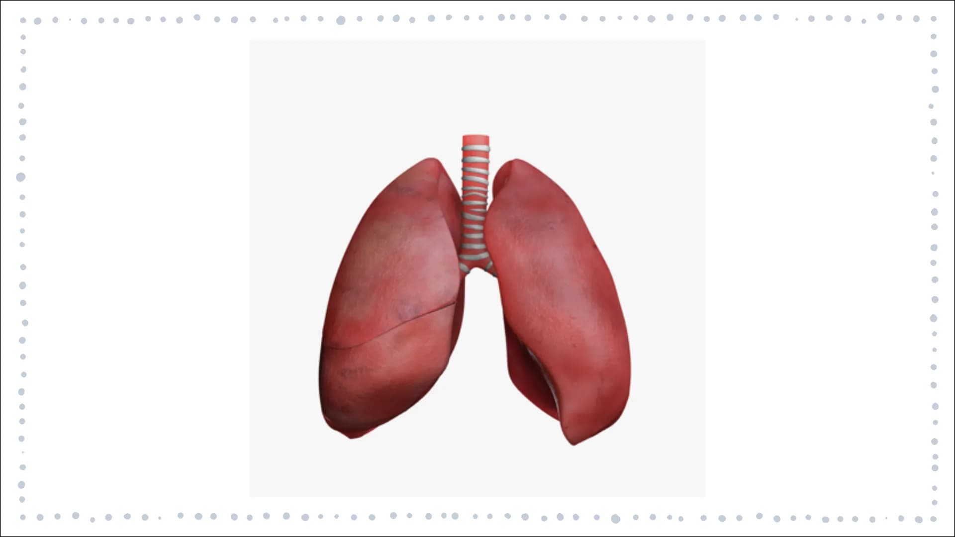 # ORGANTRANSPLANTATIONEN

GFS BIOLOGIE JL

MELINA TOURPOUZIDIS GLIEDERUNG

- Definition
- Geschichte der Transplantation
- Allgemeines
  - W