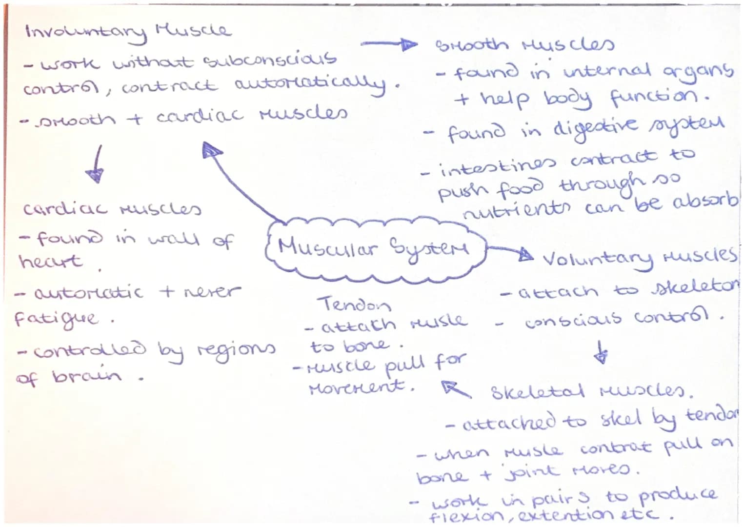 - Agonist (prince Mover)
- Muscle that controls
Moverrent.

- Antagonist
- during movement this is
the muscle that relaxes
- to allow usveie