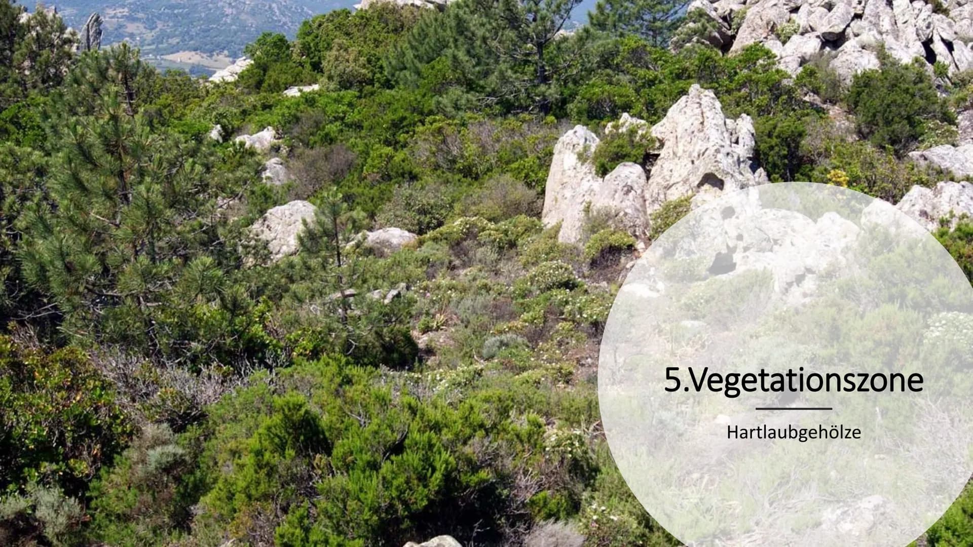 5.Vegetationszone
Hartlaubgehölze -   Wichtige Informationen
-   Klima in Spanien
-   Wasserverteilung Spaniens
-   Gründe der Wasserkriese
