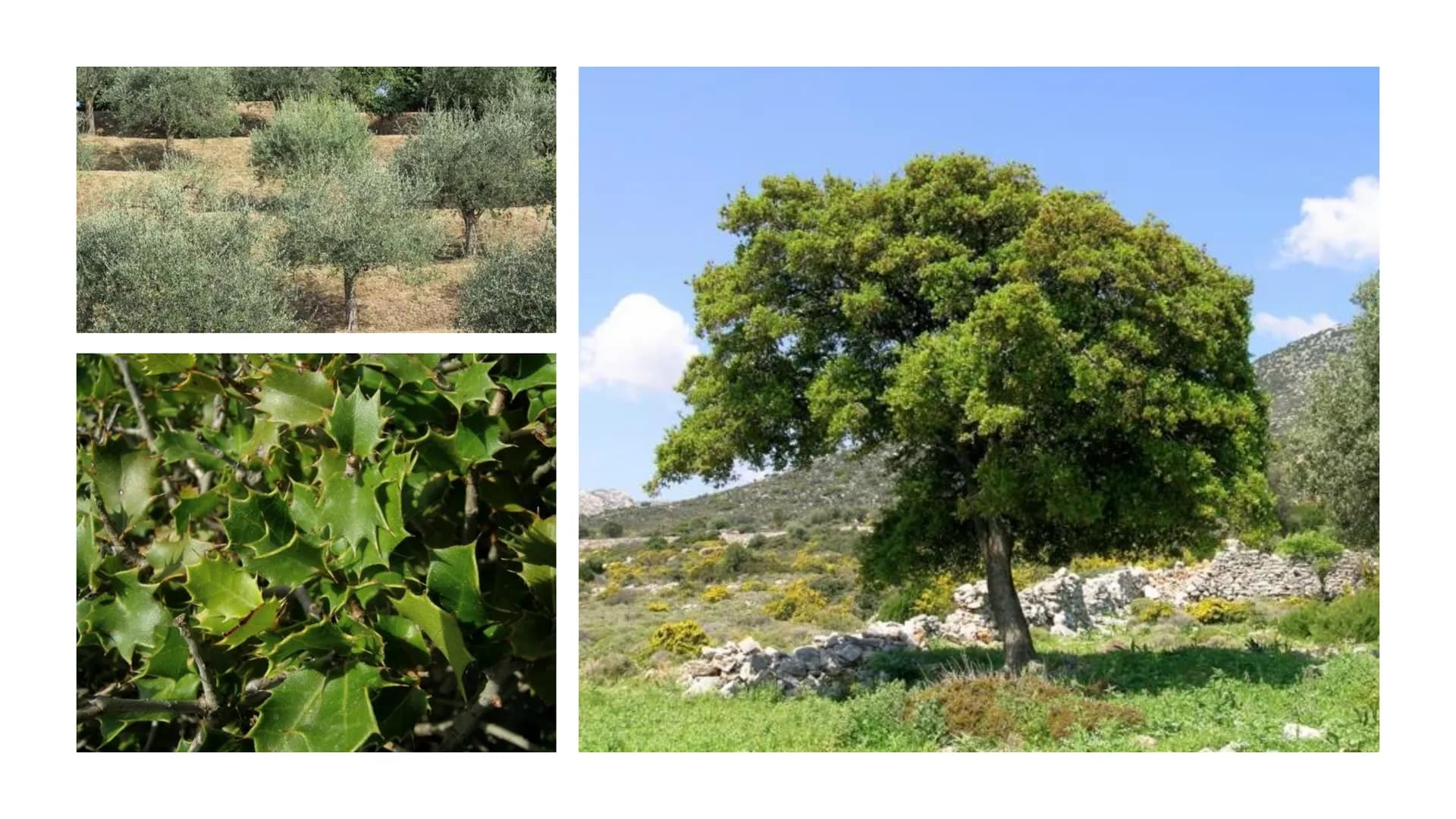 5.Vegetationszone
Hartlaubgehölze -   Wichtige Informationen
-   Klima in Spanien
-   Wasserverteilung Spaniens
-   Gründe der Wasserkriese

