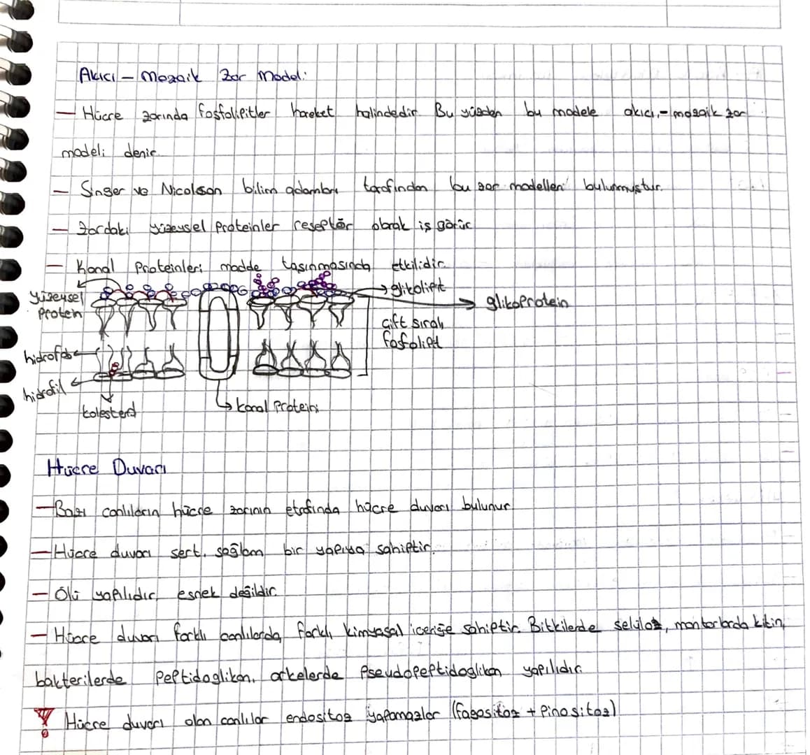 # HÜCRE

-1665 yılında Robert Hooke mese ağacının montor dokusunu kendi geliştirdiği mikroskopla
incelemis ve gördüğü adacıklara cellula (hü