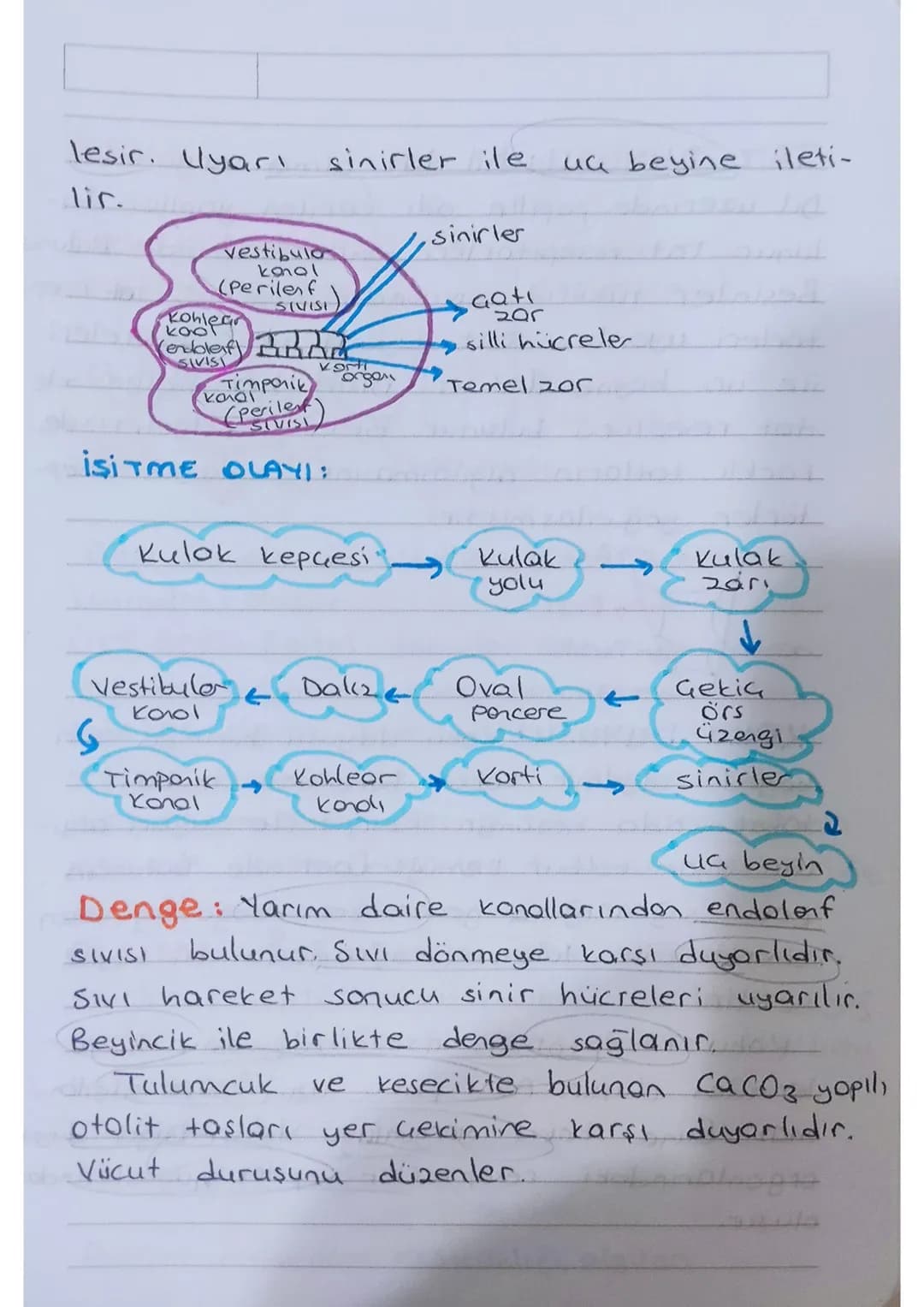 * KULAK: isitme ve denge organıdır.

Dis kulok - Orta kulok - iç kulok olmak

üzere üç kısımdan oluşur.

Kulakuesi
kepçesi

yarım
doire
kono