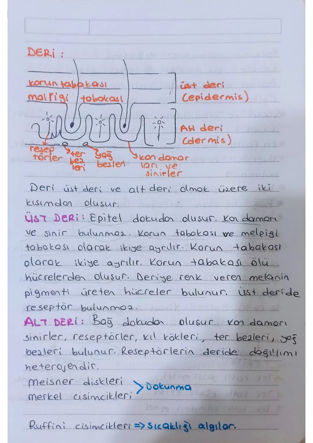 * KULAK: isitme ve denge organıdır.

Dis kulok - Orta kulok - iç kulok olmak

üzere üç kısımdan oluşur.

Kulakuesi
kepçesi

yarım
doire
kono