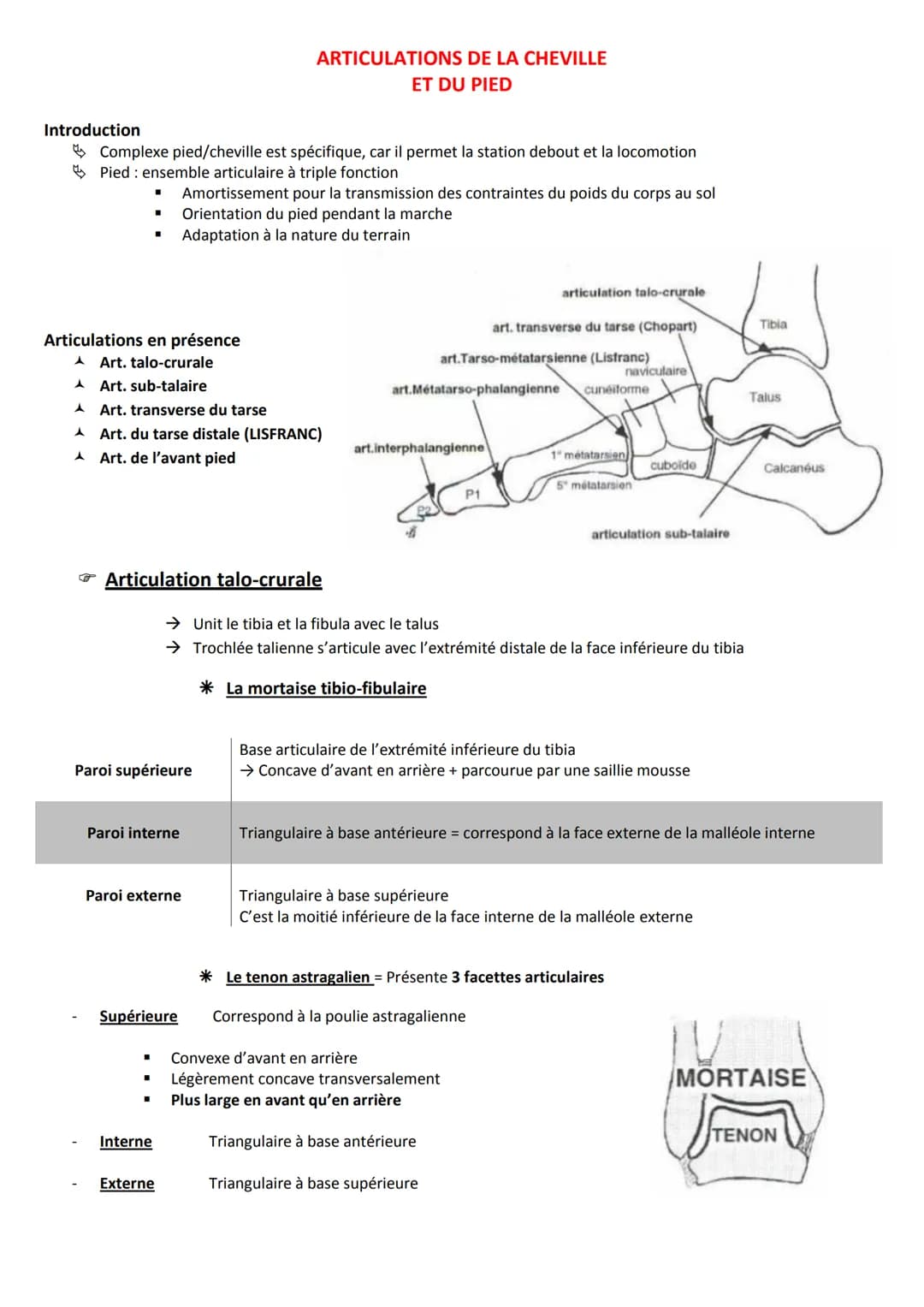 # ARTICULATIONS DE LA CHEVILLE
ET DU PIED

Introduction

Complexe pied/cheville est spécifique, car il permet la station debout et la locomo