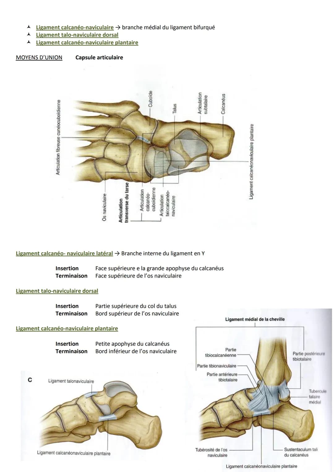 # ARTICULATIONS DE LA CHEVILLE
ET DU PIED

Introduction

Complexe pied/cheville est spécifique, car il permet la station debout et la locomo