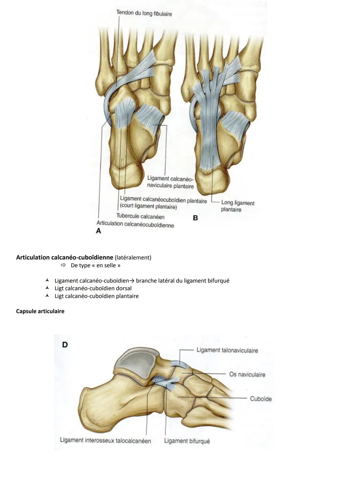# ARTICULATIONS DE LA CHEVILLE
ET DU PIED

Introduction

Complexe pied/cheville est spécifique, car il permet la station debout et la locomo