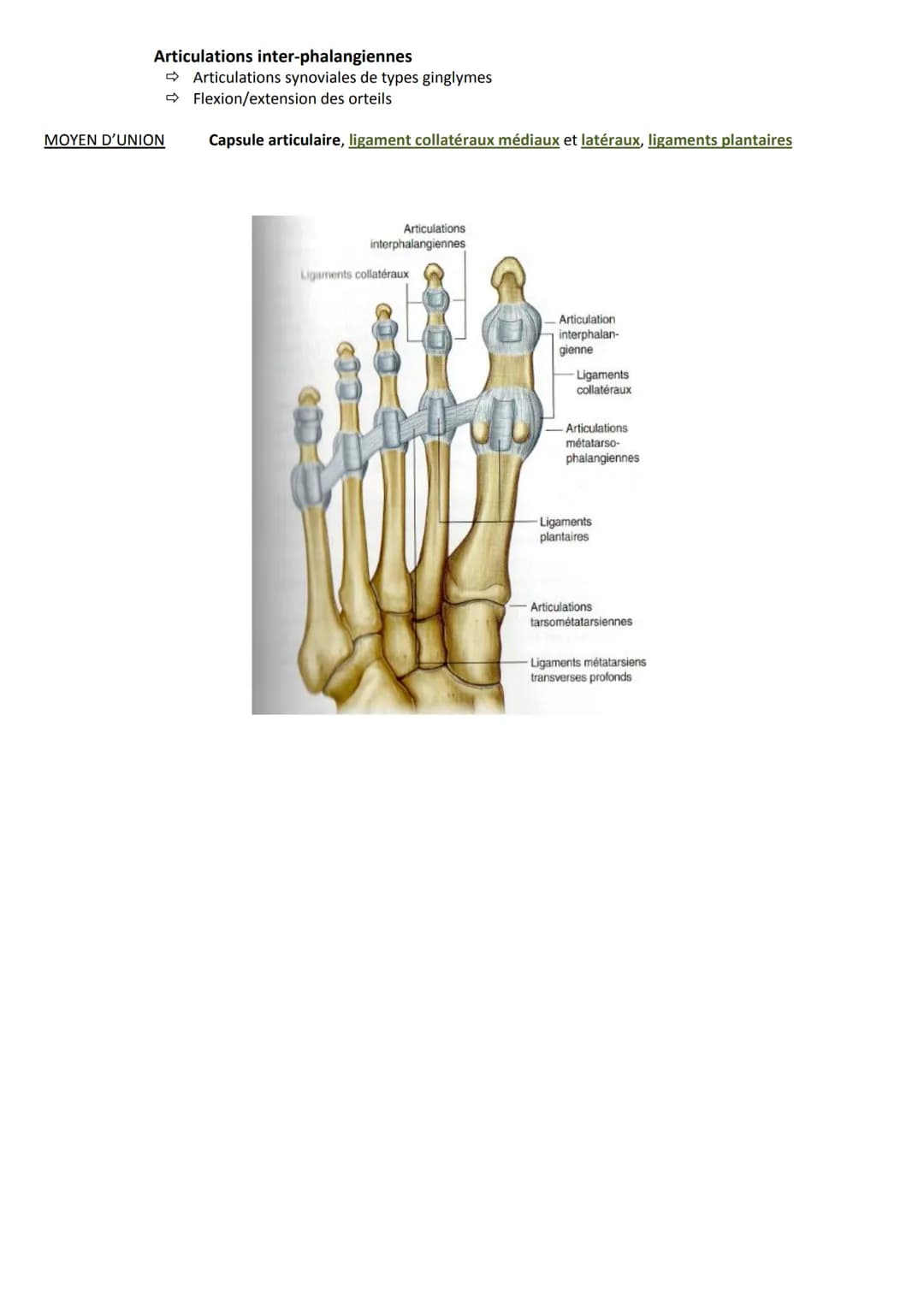 # ARTICULATIONS DE LA CHEVILLE
ET DU PIED

Introduction

Complexe pied/cheville est spécifique, car il permet la station debout et la locomo