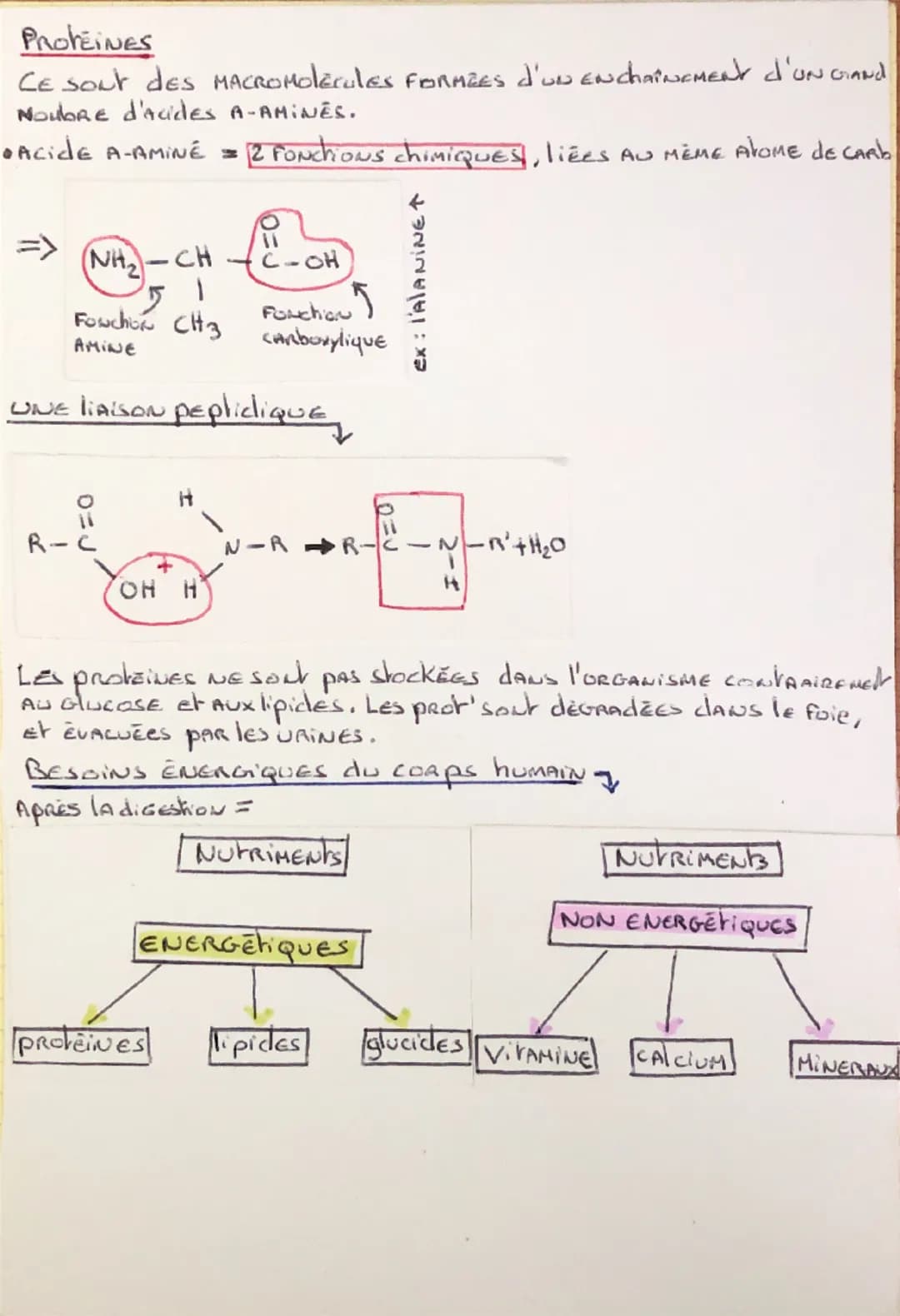 Physique chimie

Les Glucides

Il y a 2 catégories de Glucides

① Les Glucides simples = EN UNE Molecule, AVEC LA CARAckerishi-
que d'être "