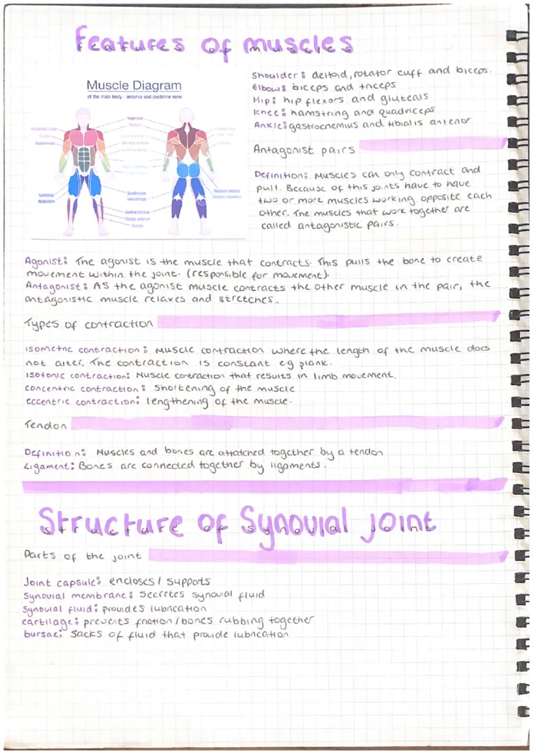 # Bones and Structure of the
Skeleton

scapula
humes
carpels
metacarpals
phalanges
patel
tarsala
metatarsals
phalanges

structure of the ske