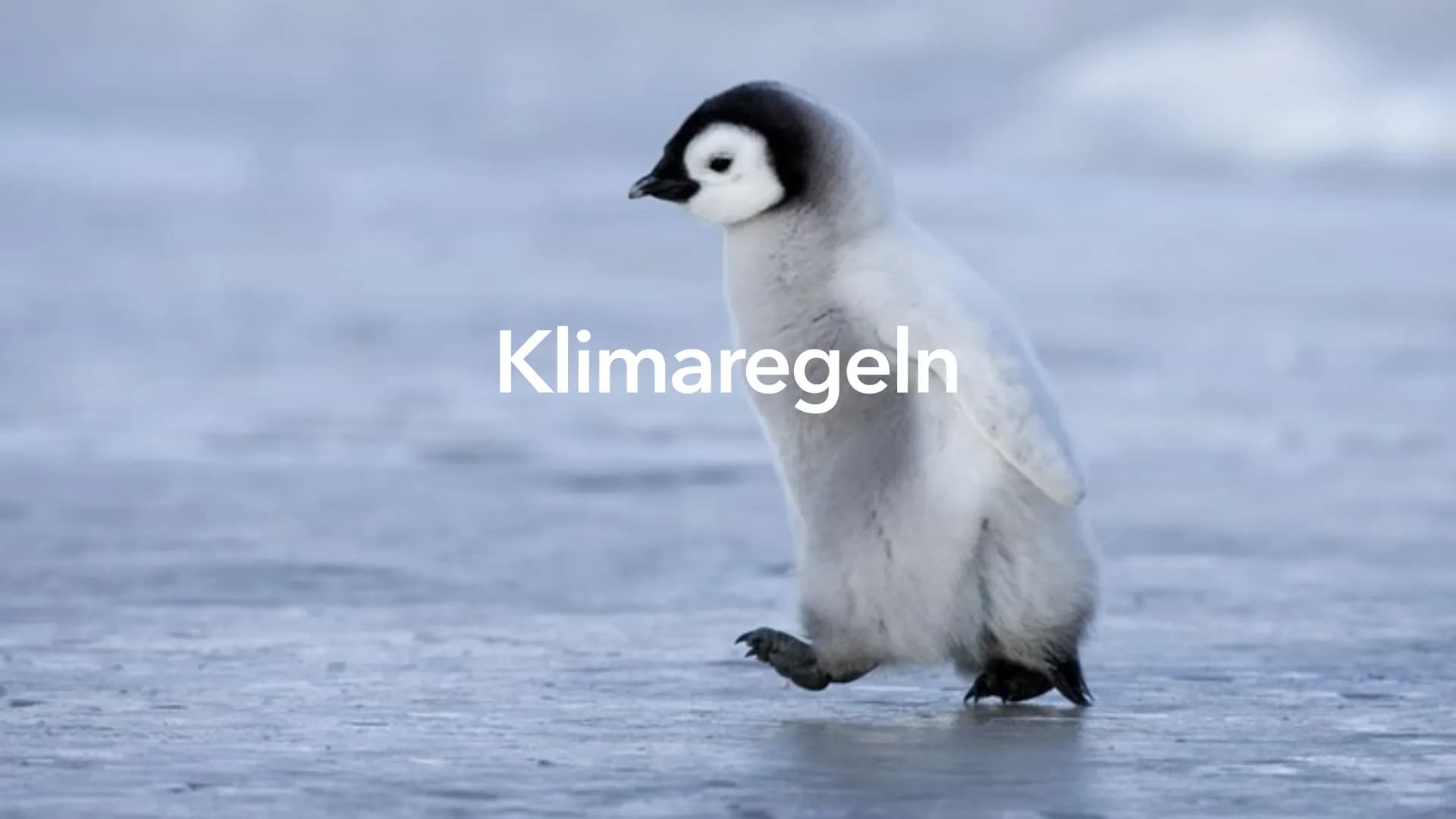 Klimaregeln # Agenda

*   Begriff „Klimaregel"
*   Bergmannsche Regel
*   Warum sind Pinguine in Kälteren Regionen größer?
*   Schaubild Ber