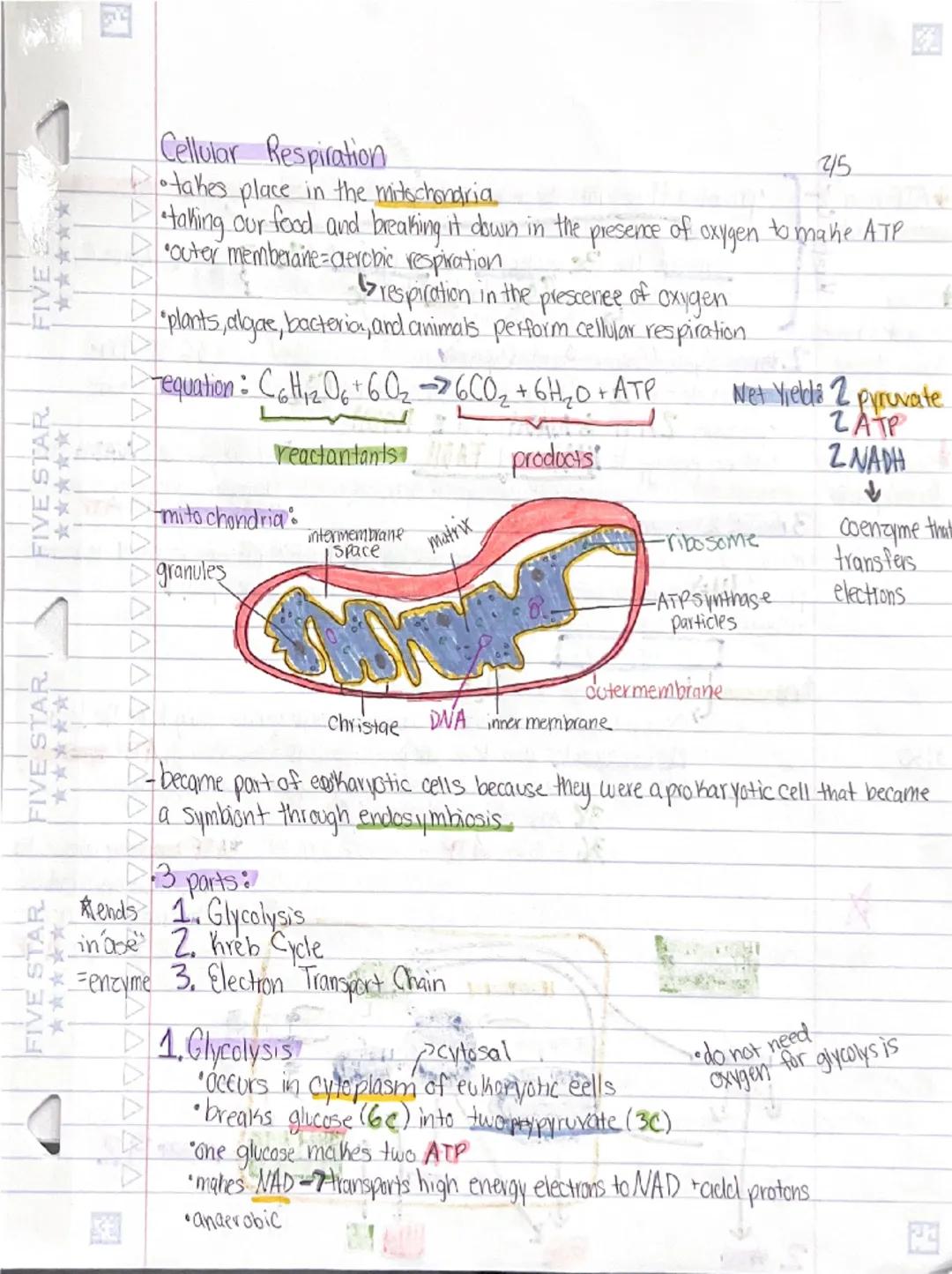 # Cellular Respiration

- takes place in the mitochondria
- taking our food and breaking it down in the presence of oxygen to make ATP
- out