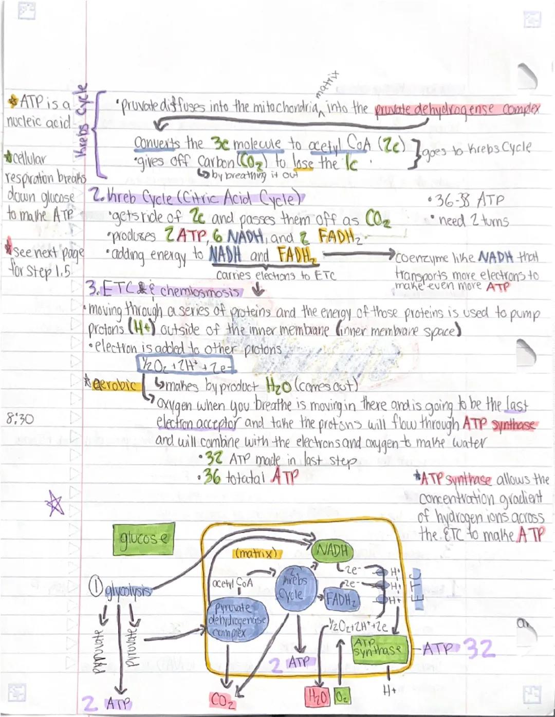 # Cellular Respiration

- takes place in the mitochondria
- taking our food and breaking it down in the presence of oxygen to make ATP
- out