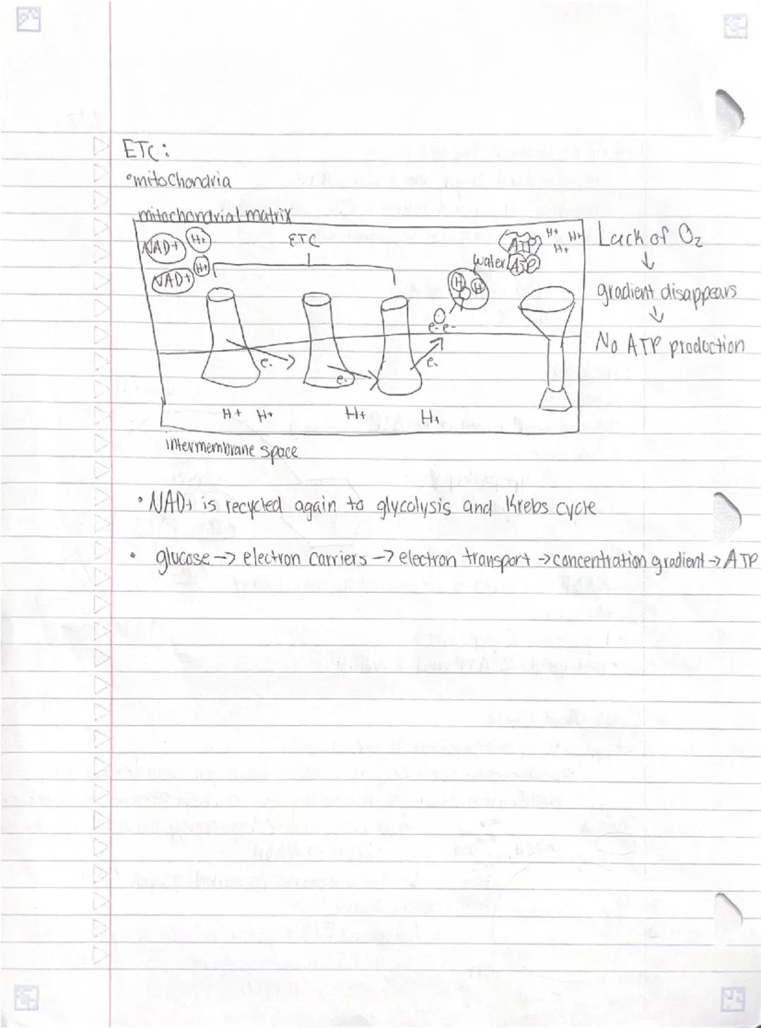 # Cellular Respiration

- takes place in the mitochondria
- taking our food and breaking it down in the presence of oxygen to make ATP
- out