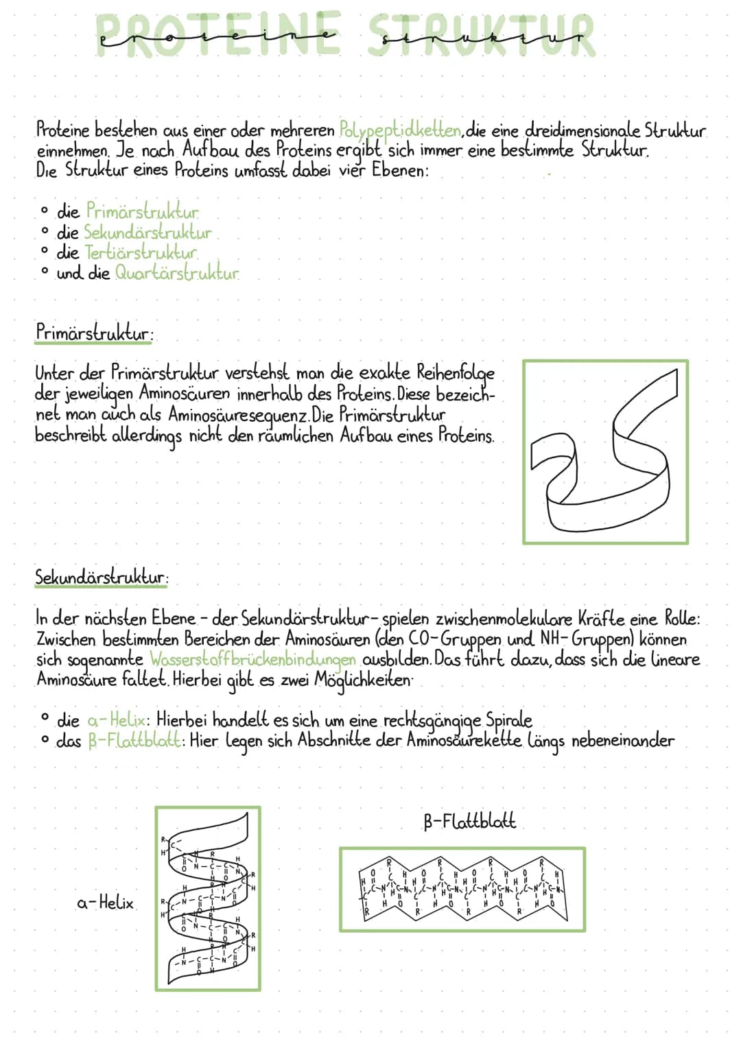 # PROTEINE STRUKTUR

Proteine bestehen aus einer oder mehreren Polypeptidketten, die eine dreidimensionale Struktur
einnehmen. Je nach Aufba