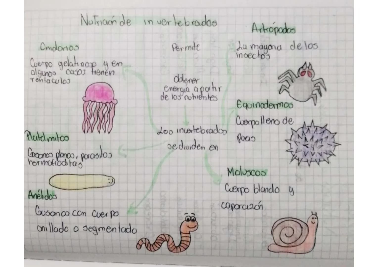 Nutriaón de in vertebrados

Chidorios
Cuerpo gelatinop y en
algunos casos fieneven
Tentaculos

Permite

dolener
energia apatır
de 100 nutrie