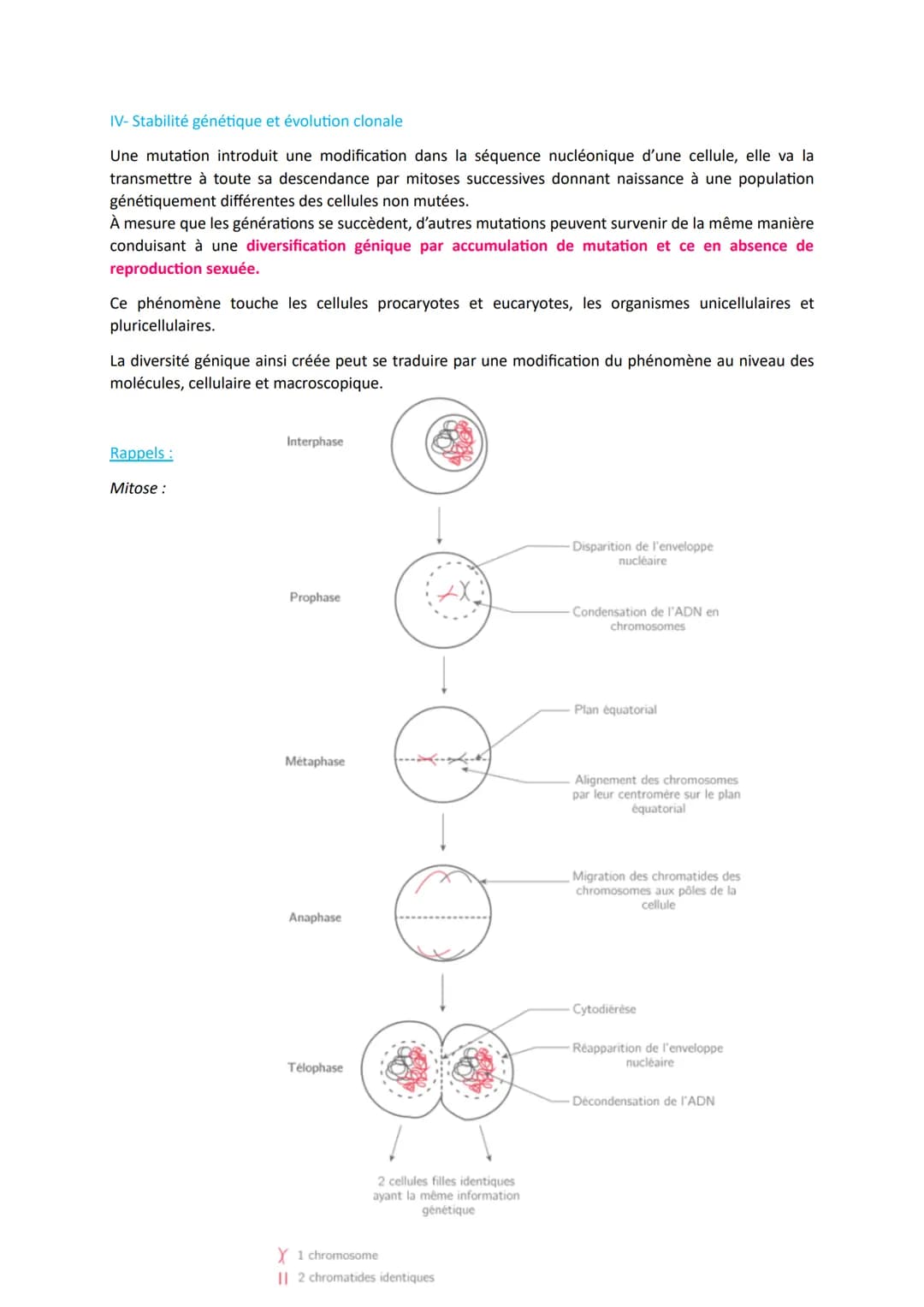 # L'origine du génotype des individus

Comment la reproduction sexuée forme-t-elle des génomes individuels et contribue-t-elle à la
diversif