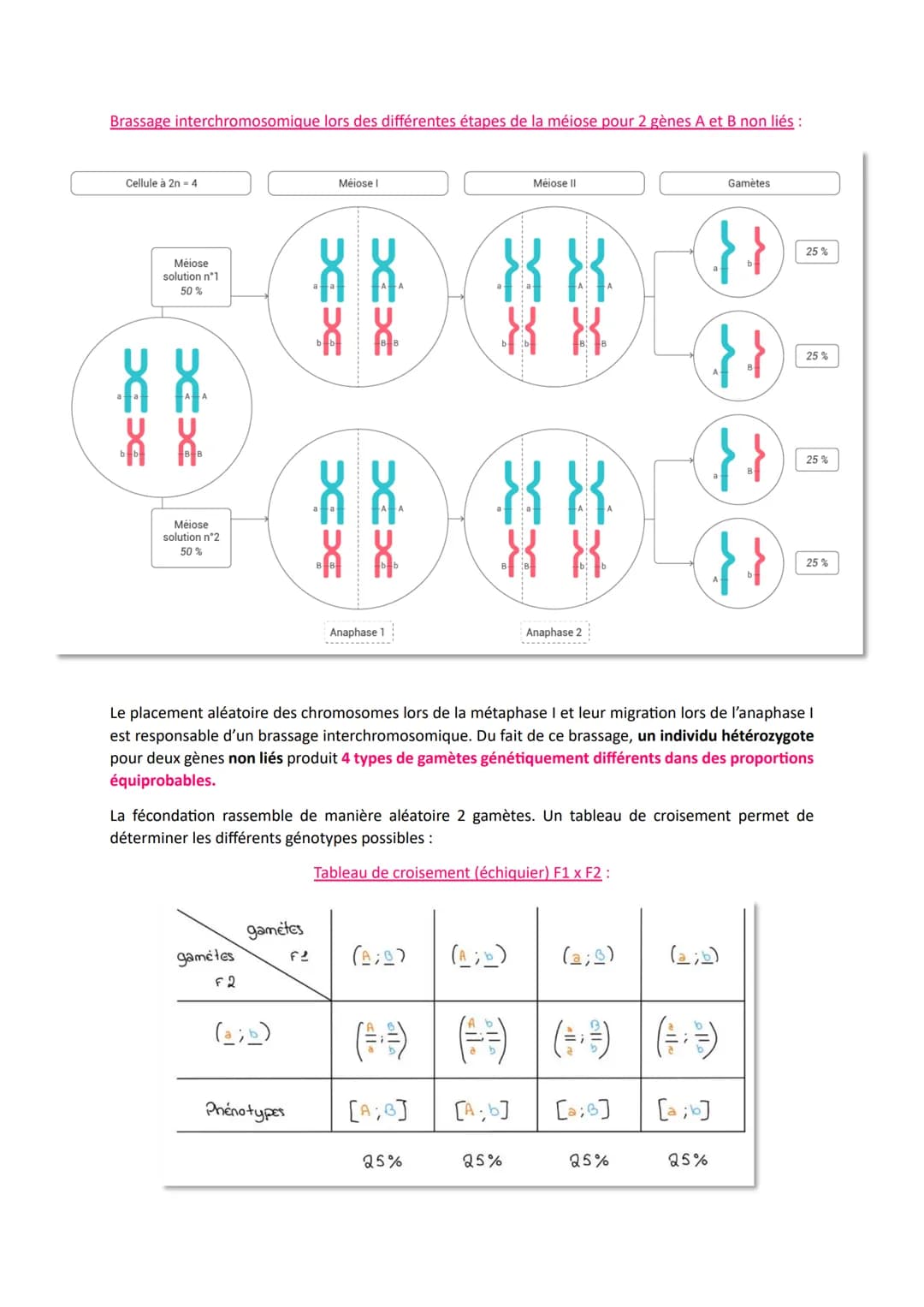 # L'origine du génotype des individus

Comment la reproduction sexuée forme-t-elle des génomes individuels et contribue-t-elle à la
diversif